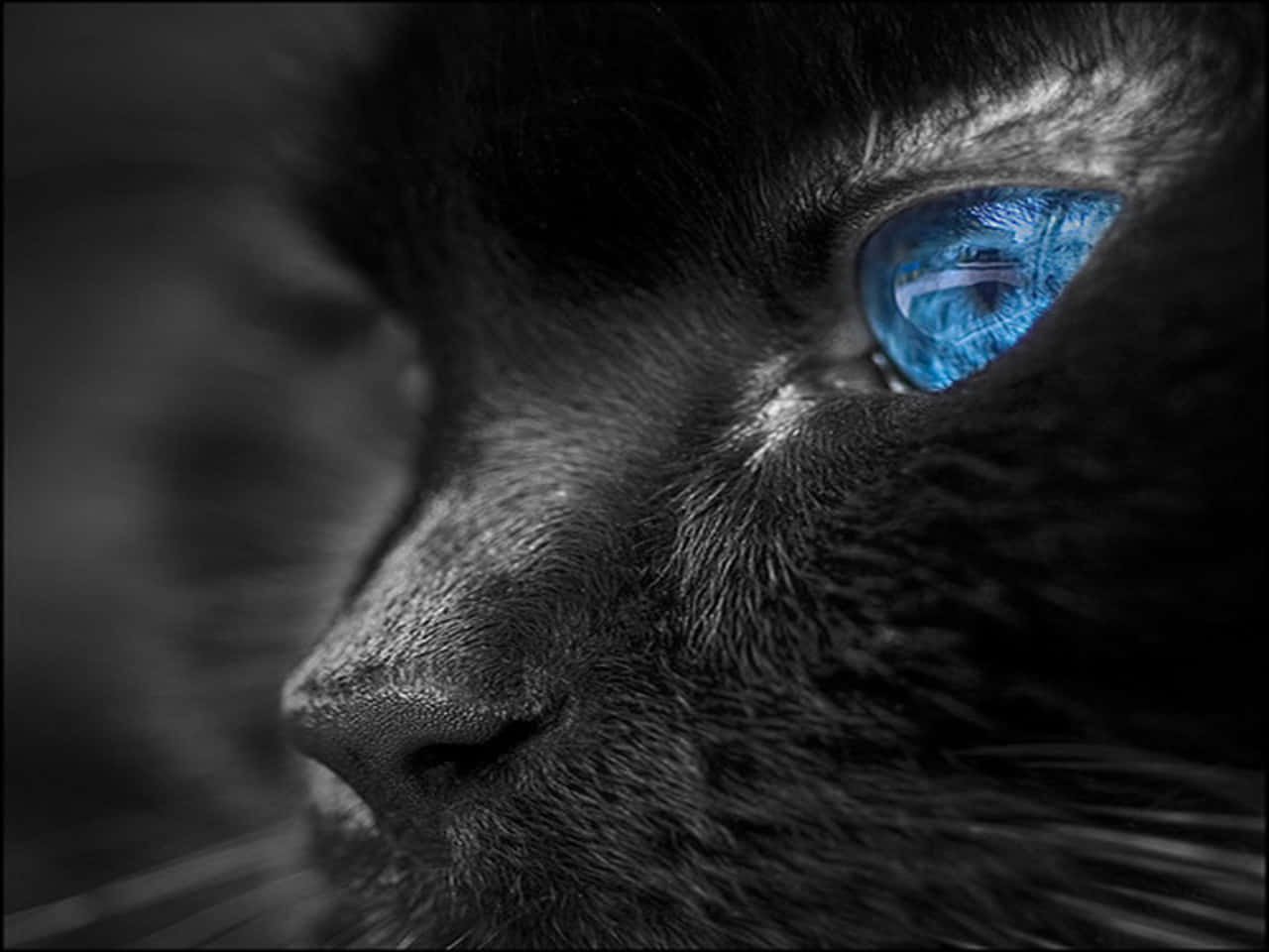 blue cat eyes, black cat, vivid blue eye, HD Desktop Wallpaper