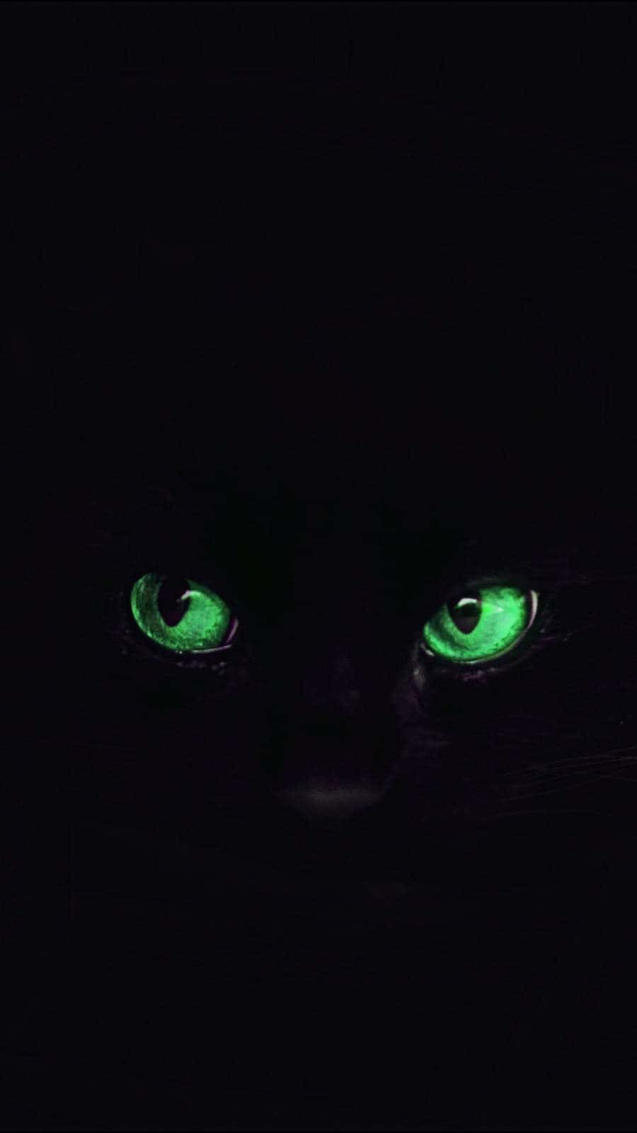green cat eyes, black cat, glowing green eyes, HD Phone Wallpaper