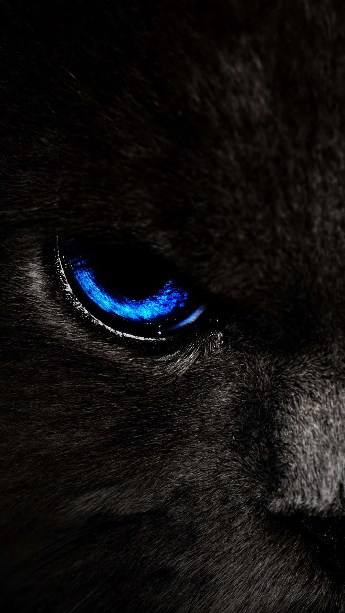 electric blue, black cat, eye, Full HD Phone Wallpaper