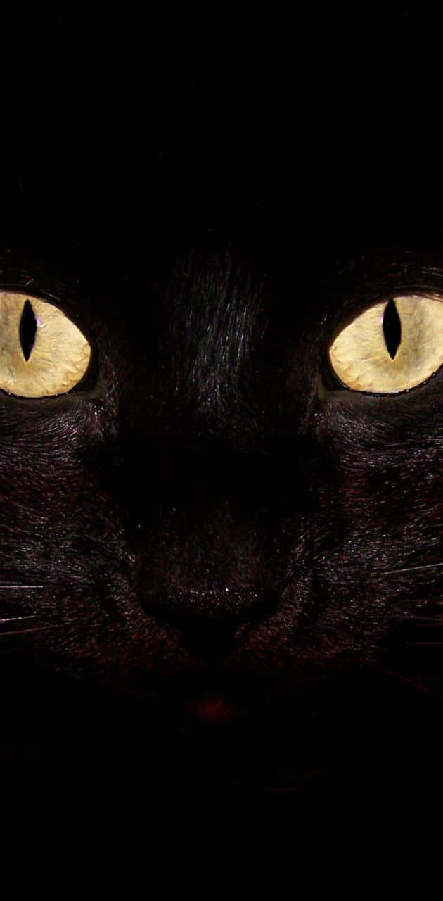yellow light cat eyes, black cat, glowing yellow eyes, HD Phone Wallpaper