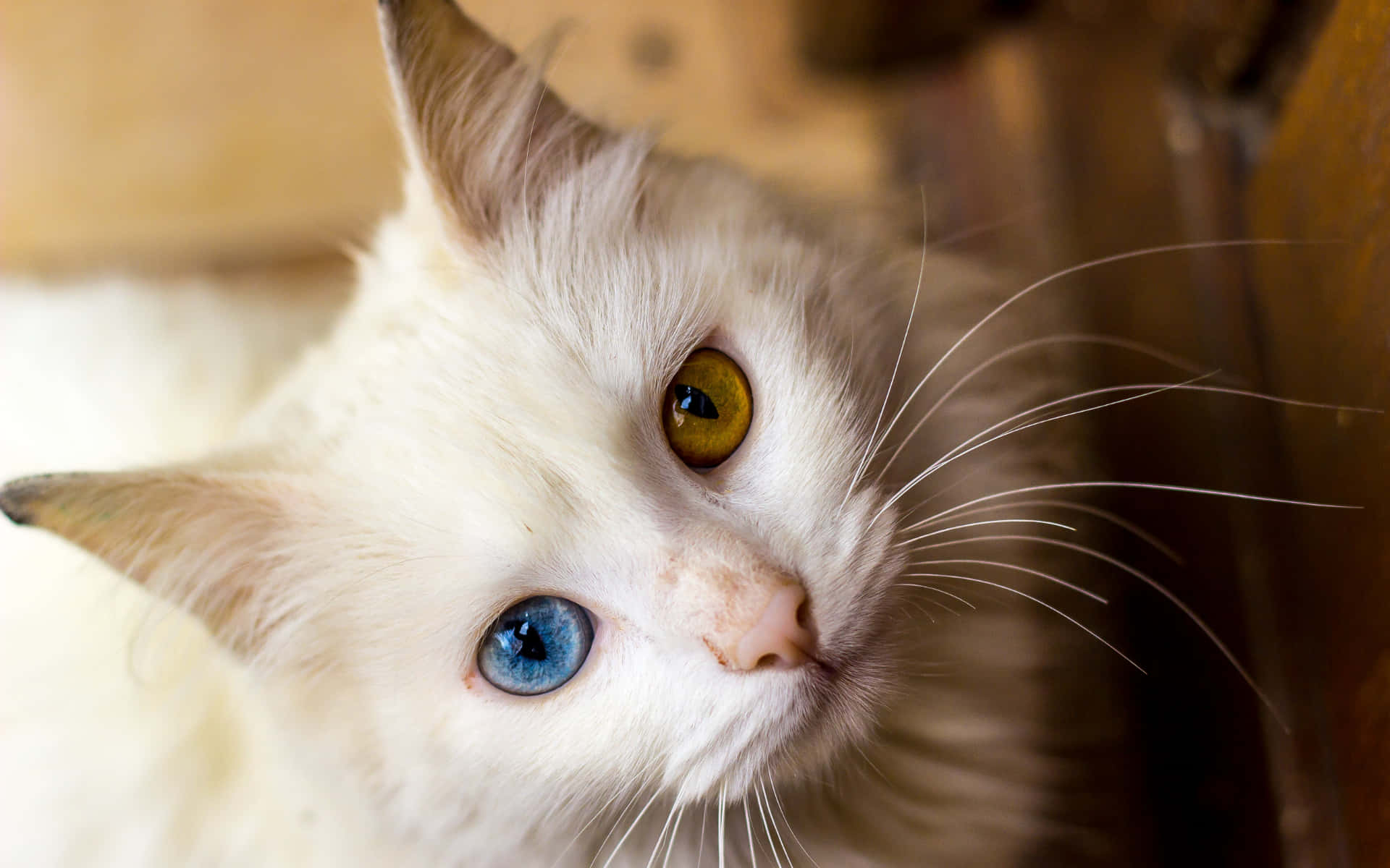 white Persian cat, blue eye, gold eye, Full HD Desktop Wallpaper