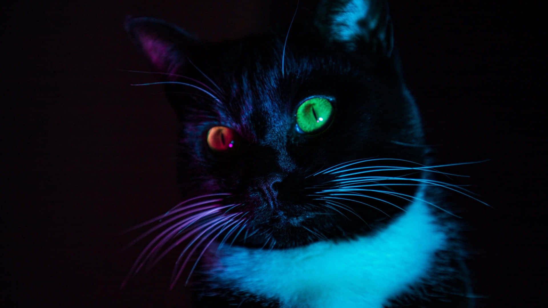 red green tuxedo cat eyes, heterochromatic eyes, one green one red, Full HD Desktop Wallpaper