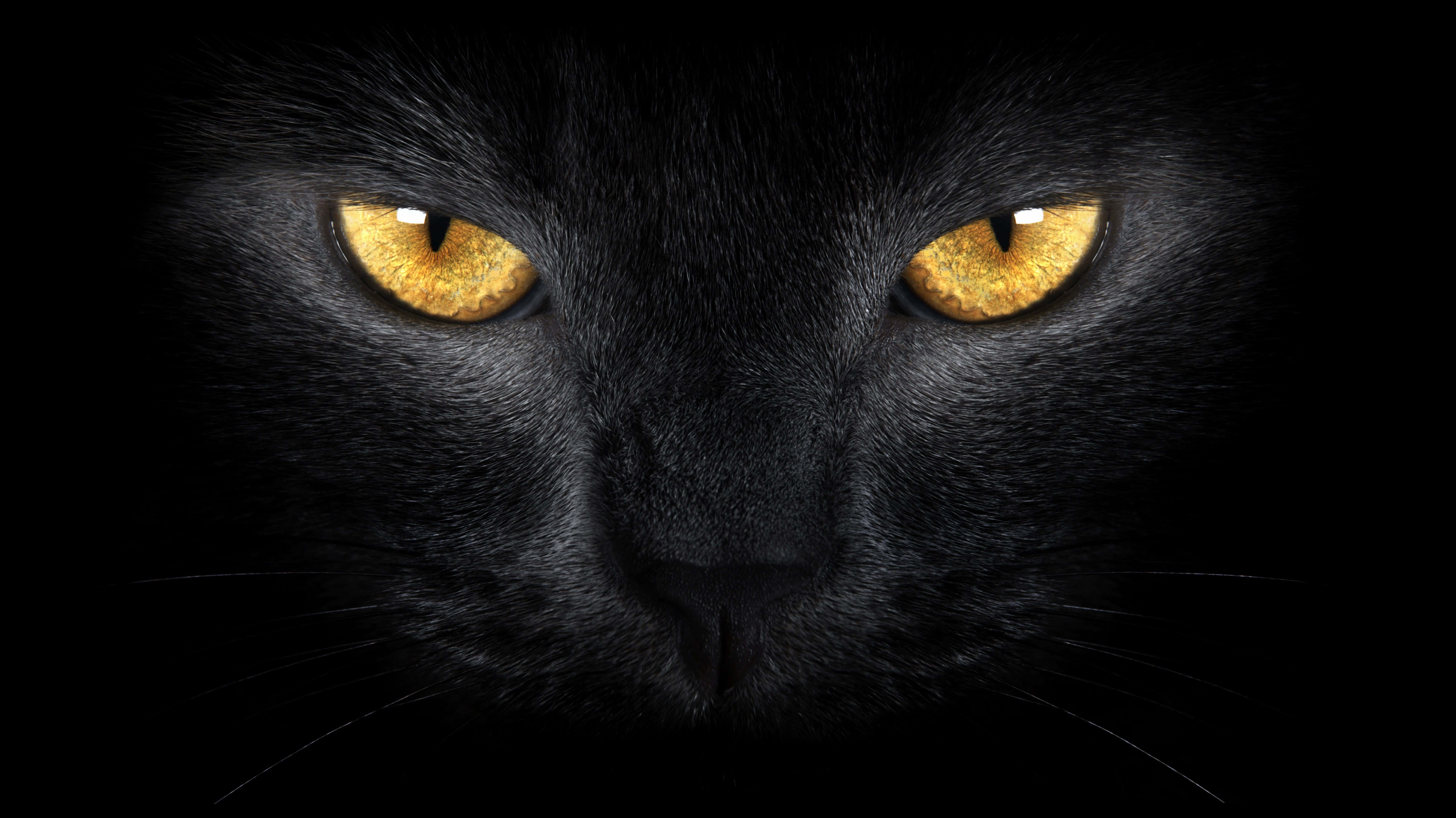 Golden Cat Eyes Black, black cat, glowing golden eyes, 5K Desktop Wallpaper