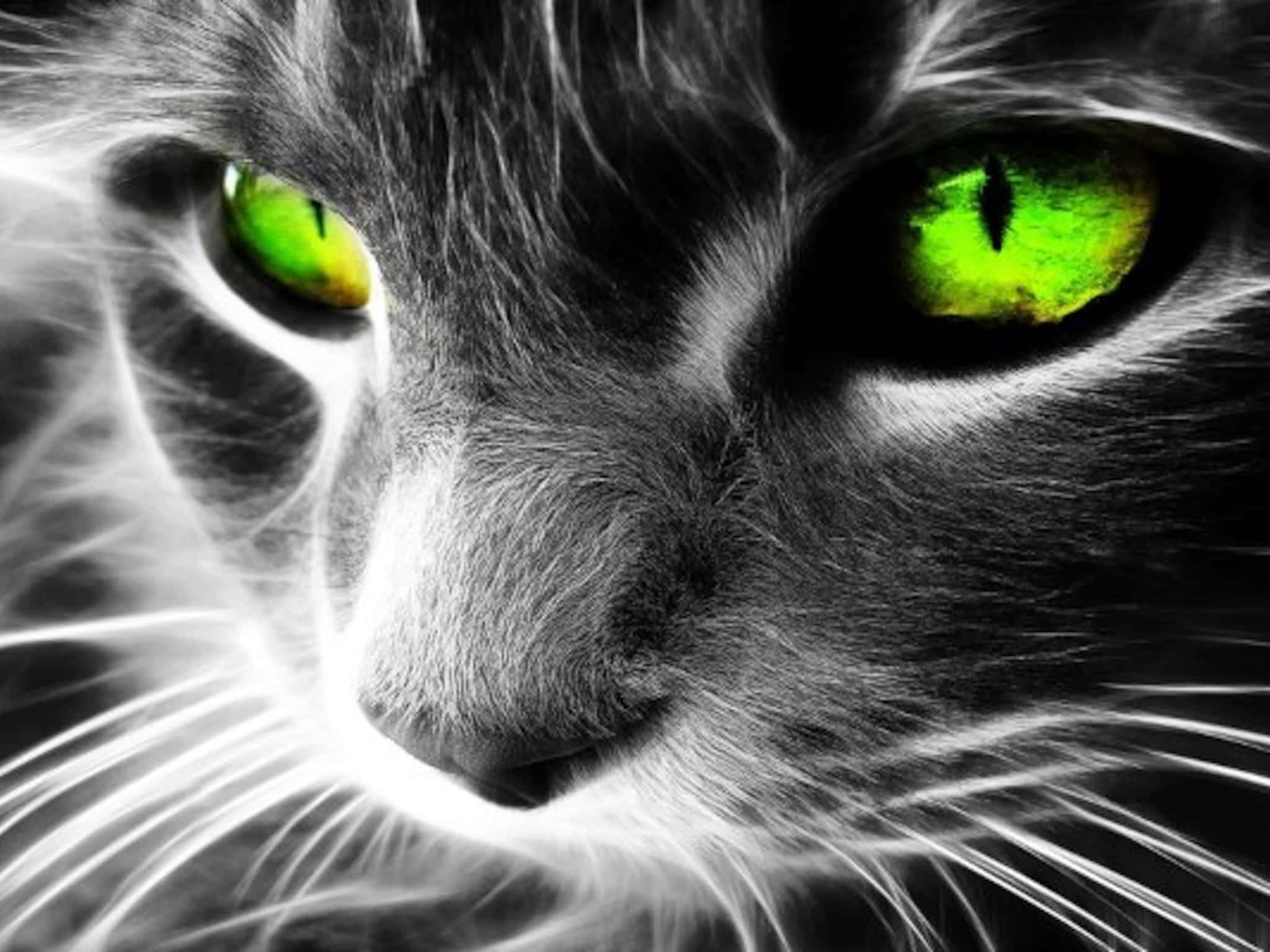 lime green cat eyes, gray cat, glowing green eyes, Full HD Desktop Wallpaper