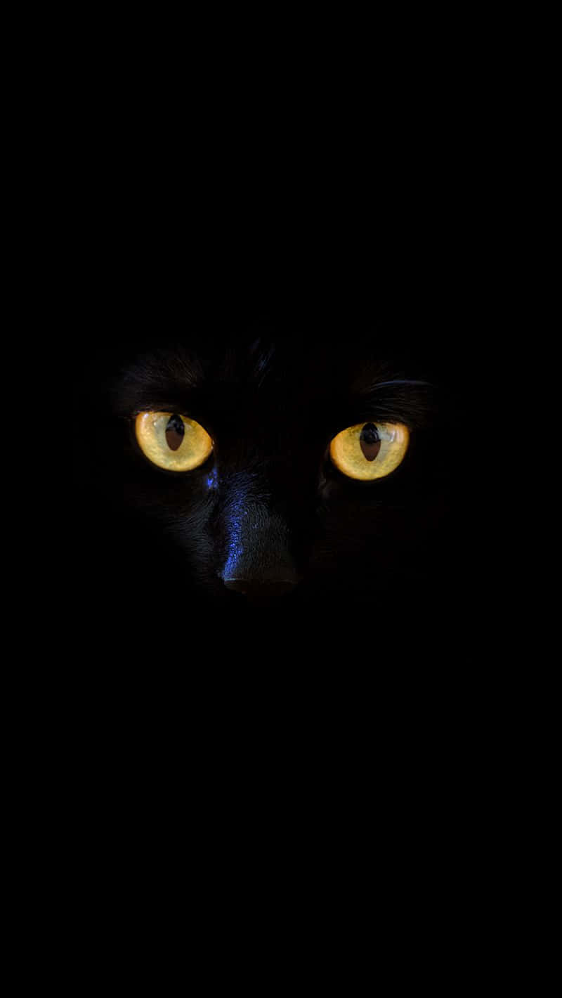 black cat, glowing yellow eyes, total darkness, HD Phone Wallpaper