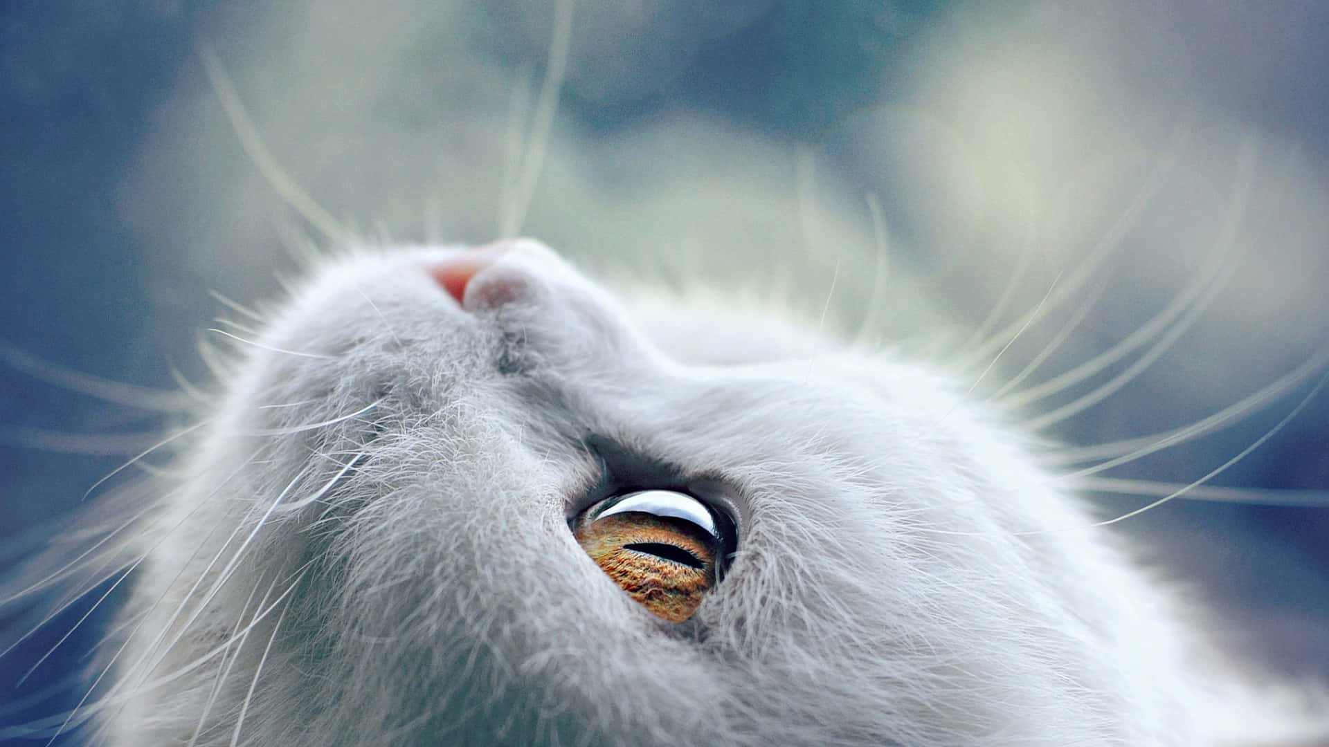 golden cat eyes, white fur cat, golden eye, Full HD Desktop Wallpaper