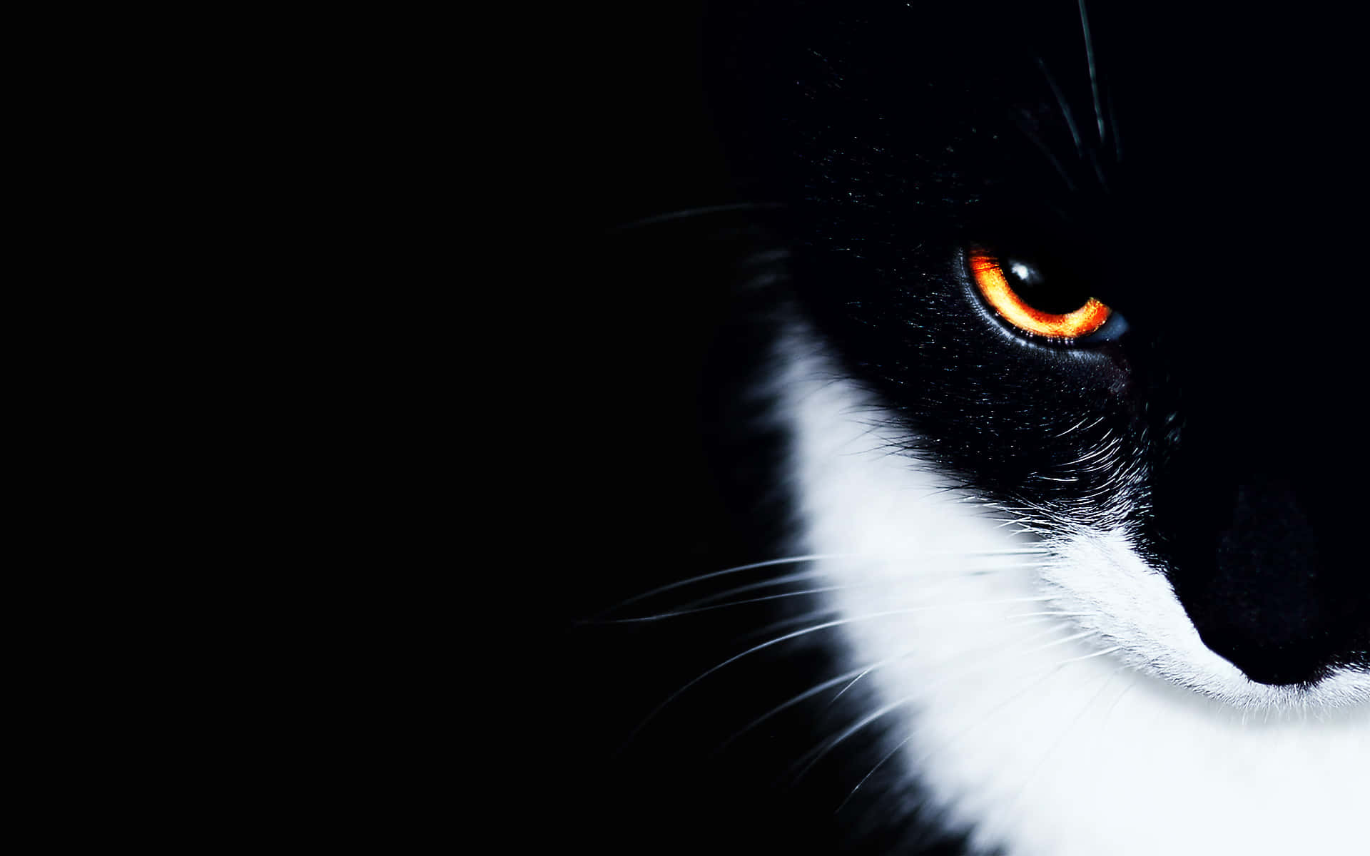 golden cat eyes, tuxedo cat, glowing orange eye, Full HD Desktop Wallpaper
