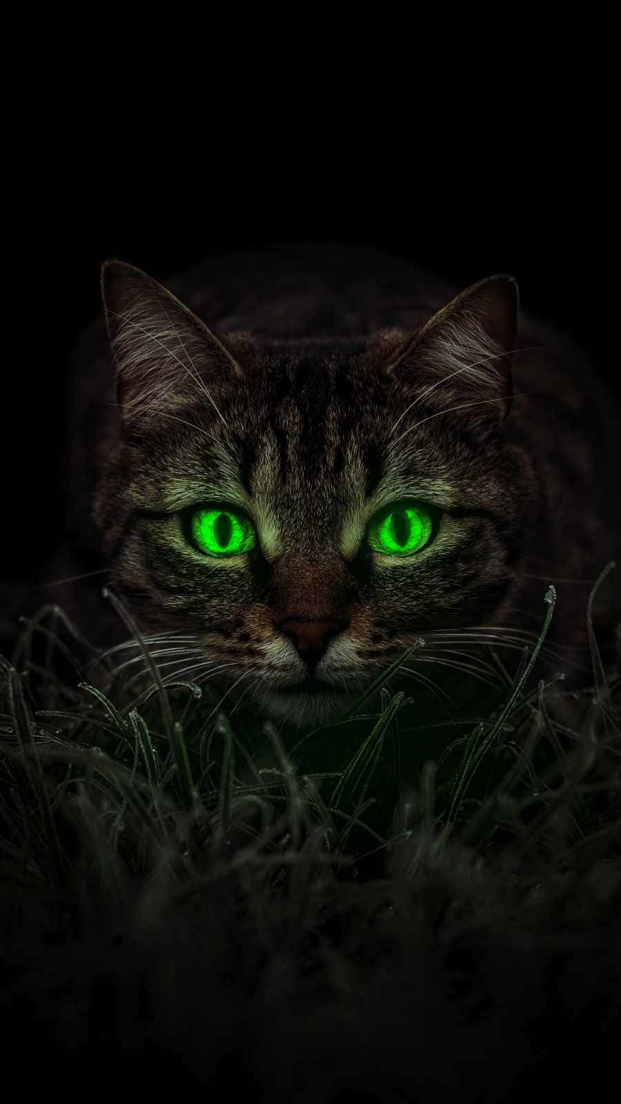 emerald cat eyes, tabby cat, glowing green eyes, HD Phone Wallpaper