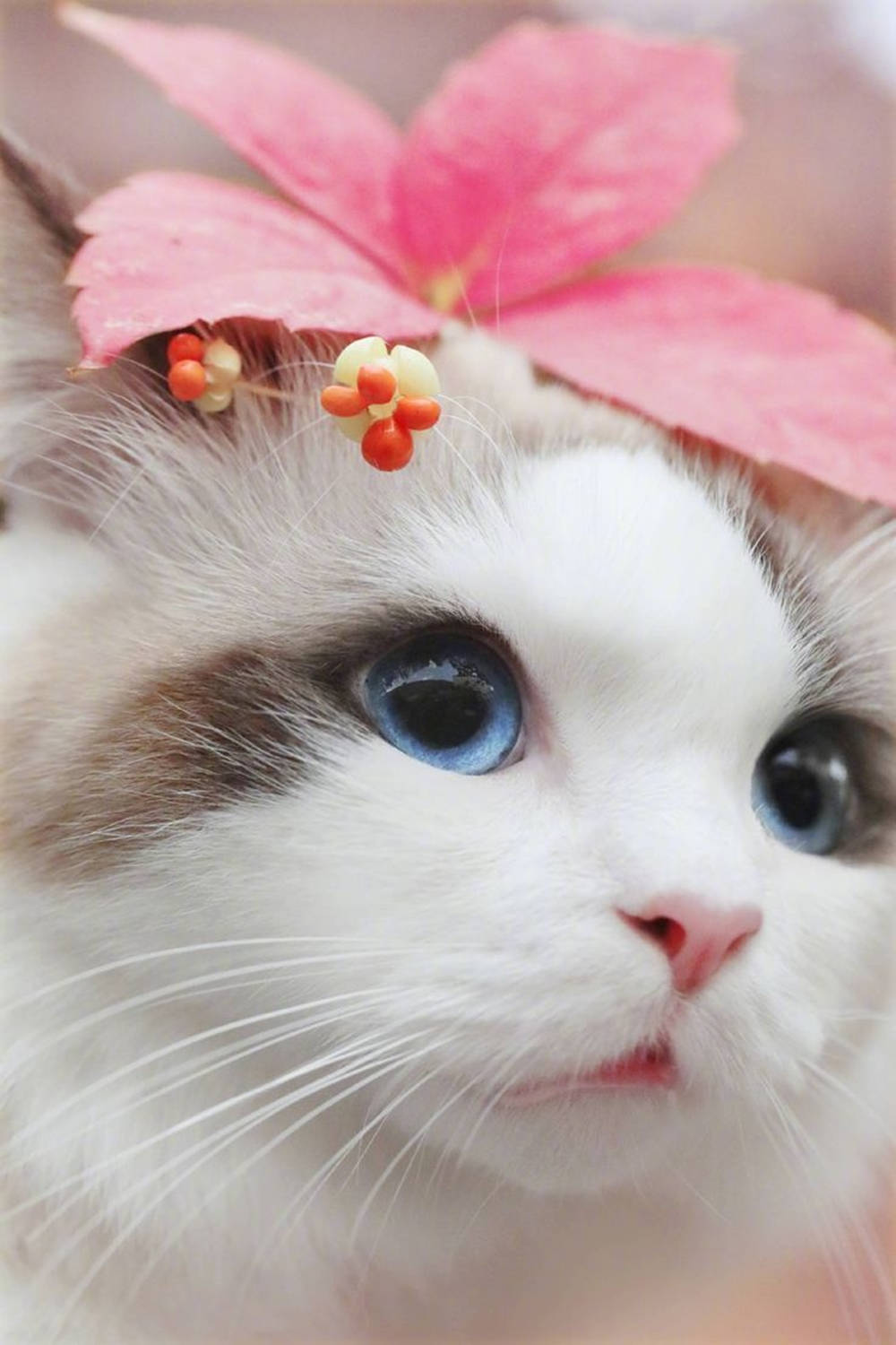 white cat, blue eyes, pink leaf, HD Phone Wallpaper