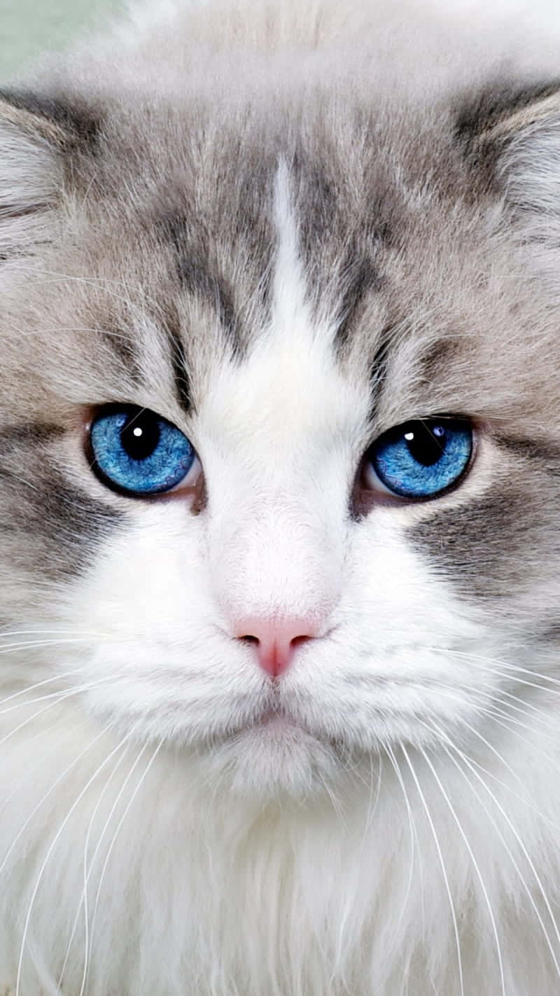 blue cat eyes, Ragdoll cat, piercing blue eyes, HD Phone Wallpaper