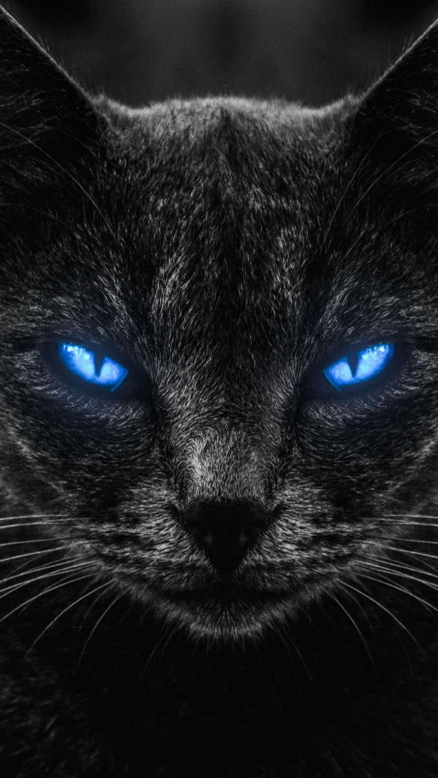 intense blue cat eyes, black cat, glowing blue eyes, HD Phone Wallpaper
