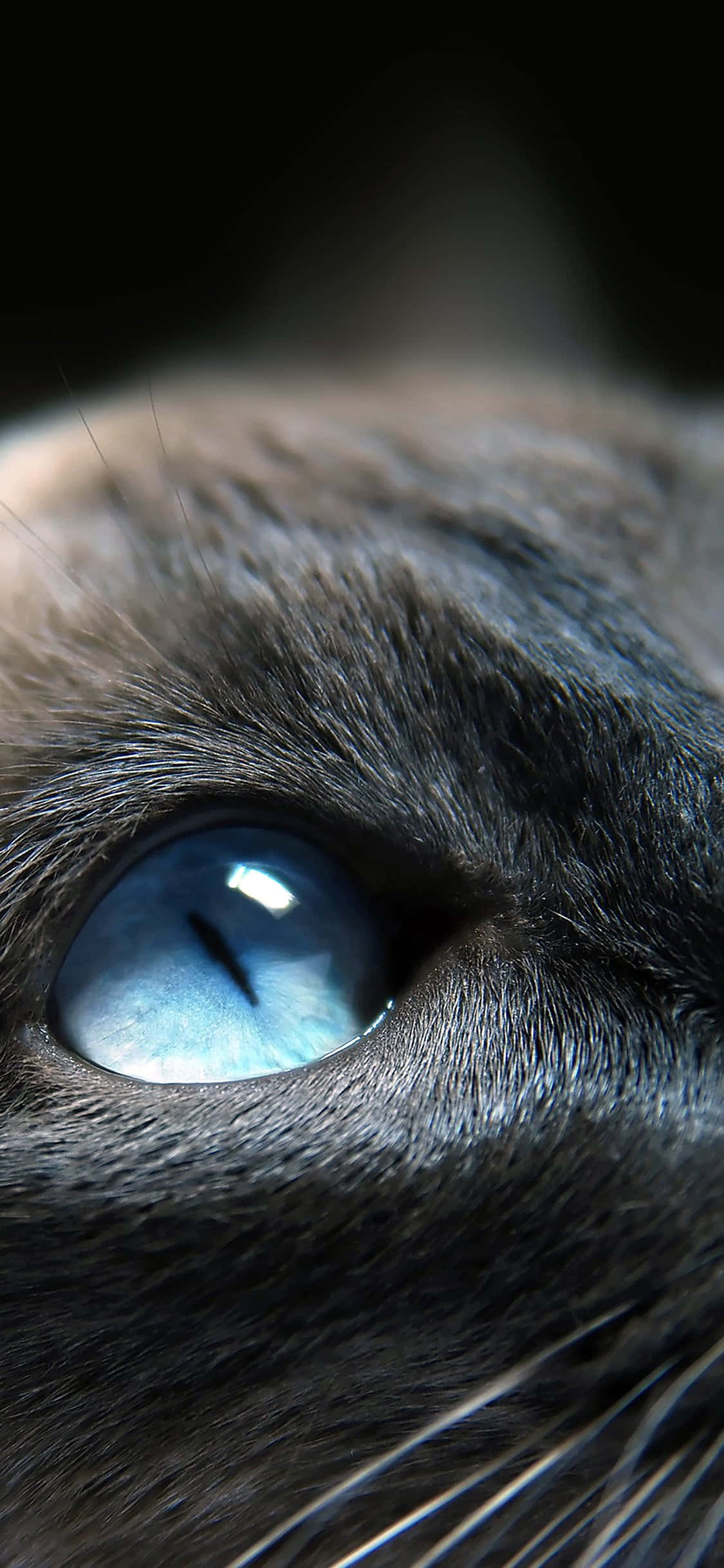 sky blue cat eyes, black cat, blue eye, Full HD Phone Wallpaper