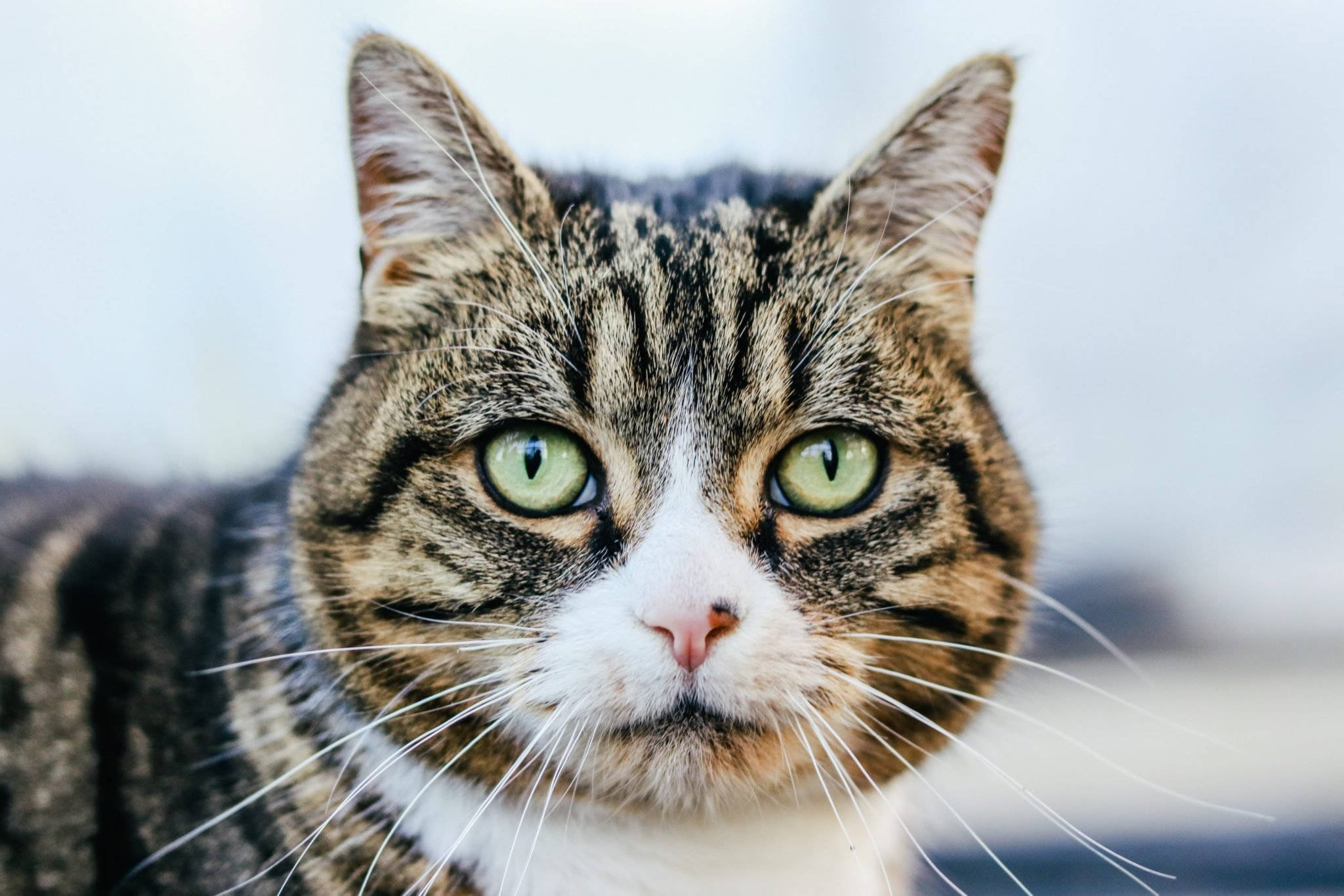 tabby cat, green eyes, close-up, Full HD Desktop Wallpaper