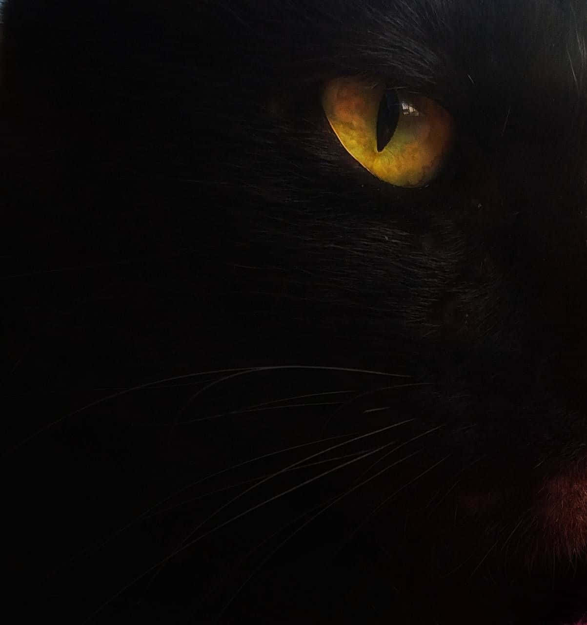 golden black feline cat eyes, black cat, glowing amber eye, HD Phone Wallpaper