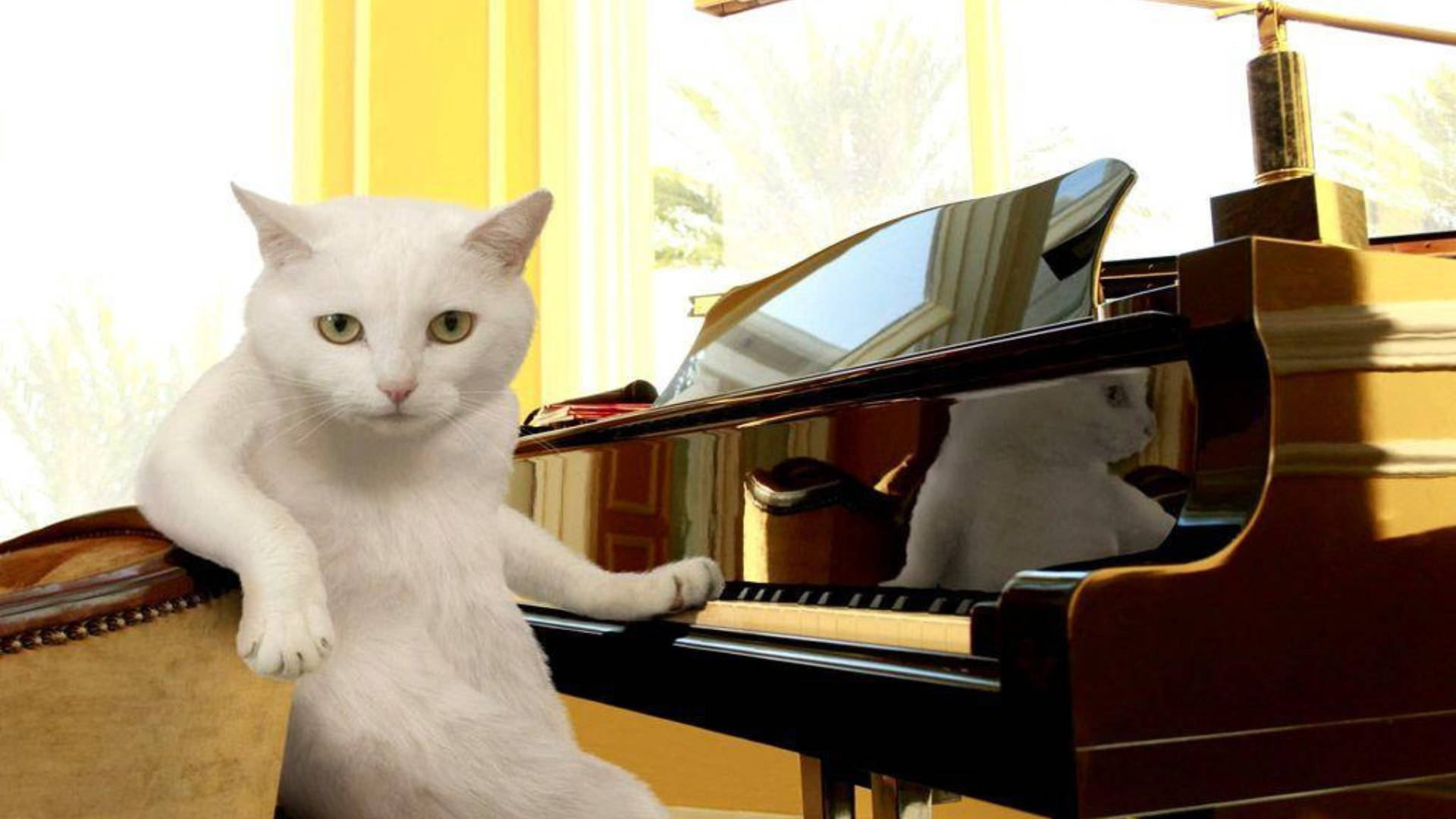white cat, green eyes, piano bench, Full HD Desktop Wallpaper