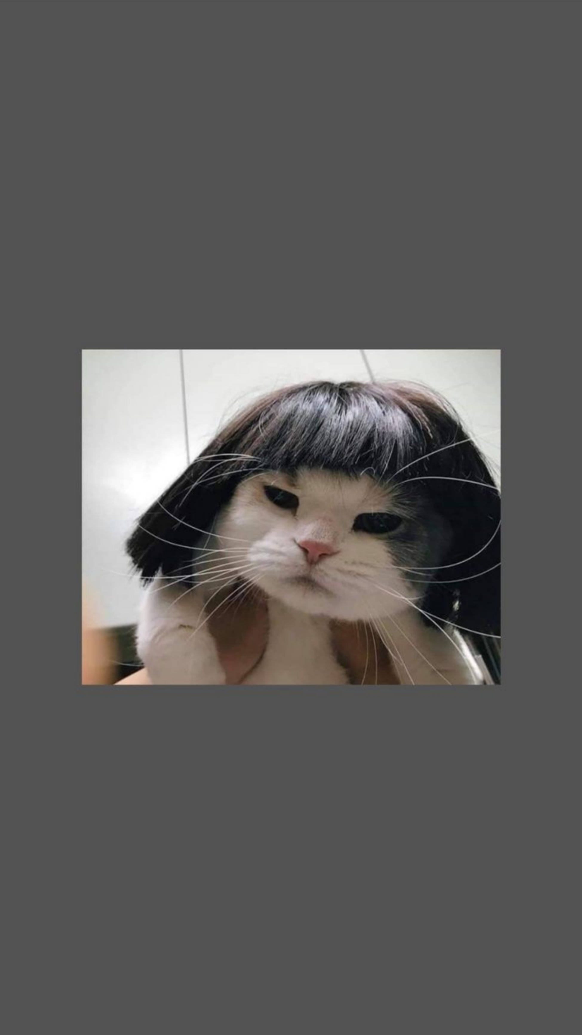 white cat, black markings, black bob wig, 2K Phone Wallpaper