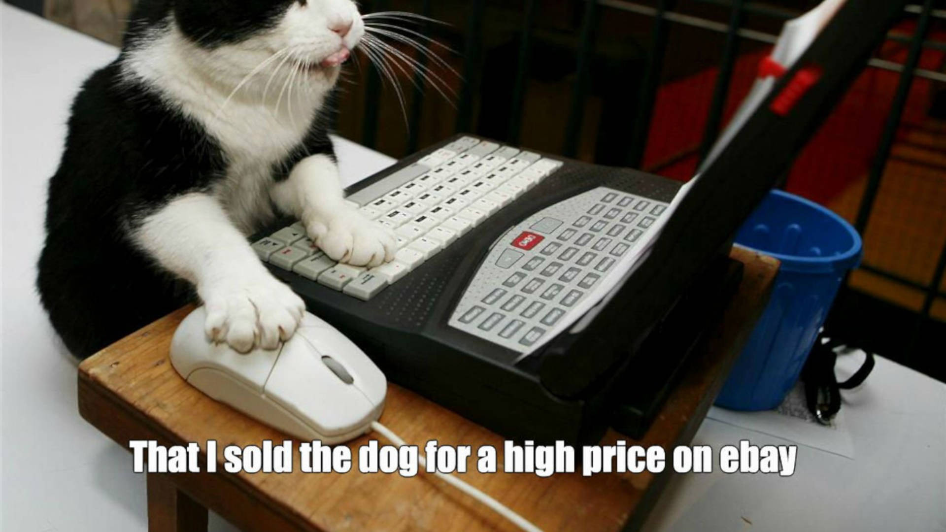 black and white cat, vintage laptop keyboard, paws on mouse, Full HD Desktop Wallpaper