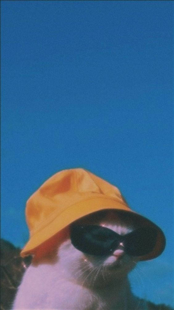 white cat, yellow bucket hat, black sunglasses, SD Phone Wallpaper
