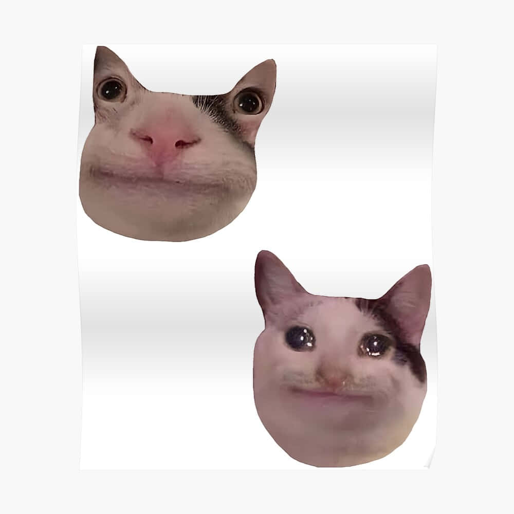 meme cat, funny discord pfp, close-up cat faces, SD Desktop Wallpaper