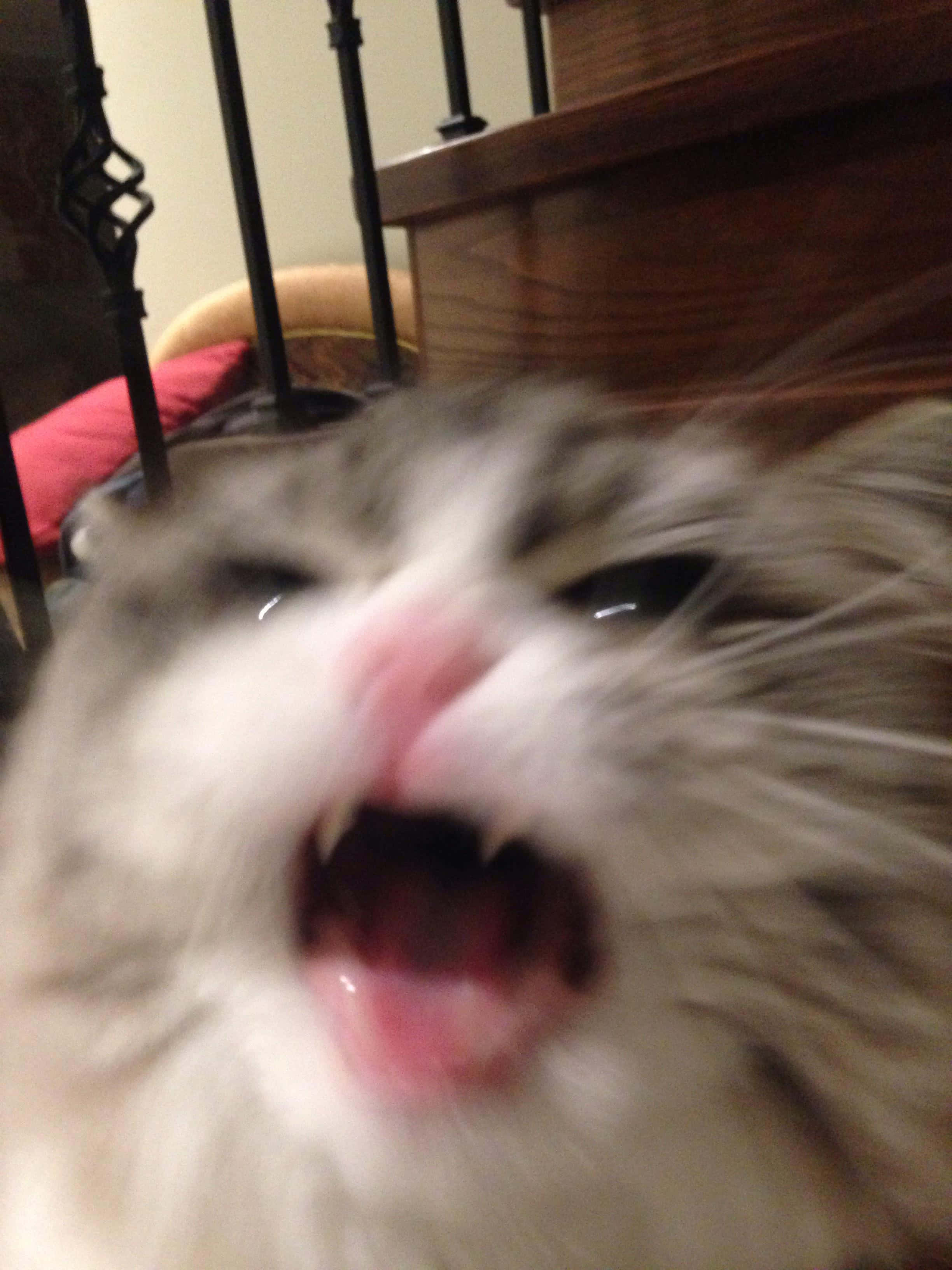 screaming cute cat pfp, fluffy cat, mid-yawn, 2K Phone Wallpaper
