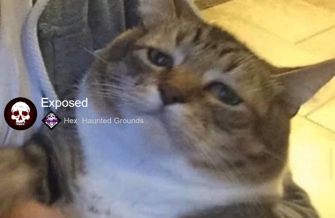 tabby cat, grumpy expression, person's lap, SD Desktop Wallpaper
