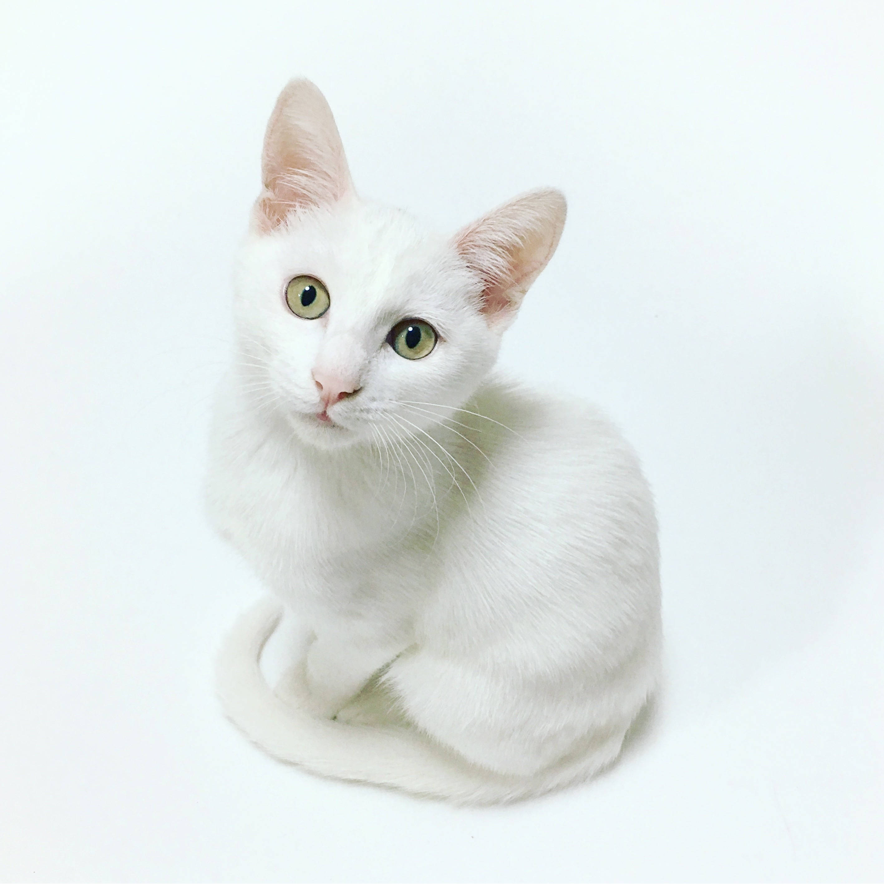 pristine white kitten, striking green eyes, seamless white background, 2K Desktop Wallpaper