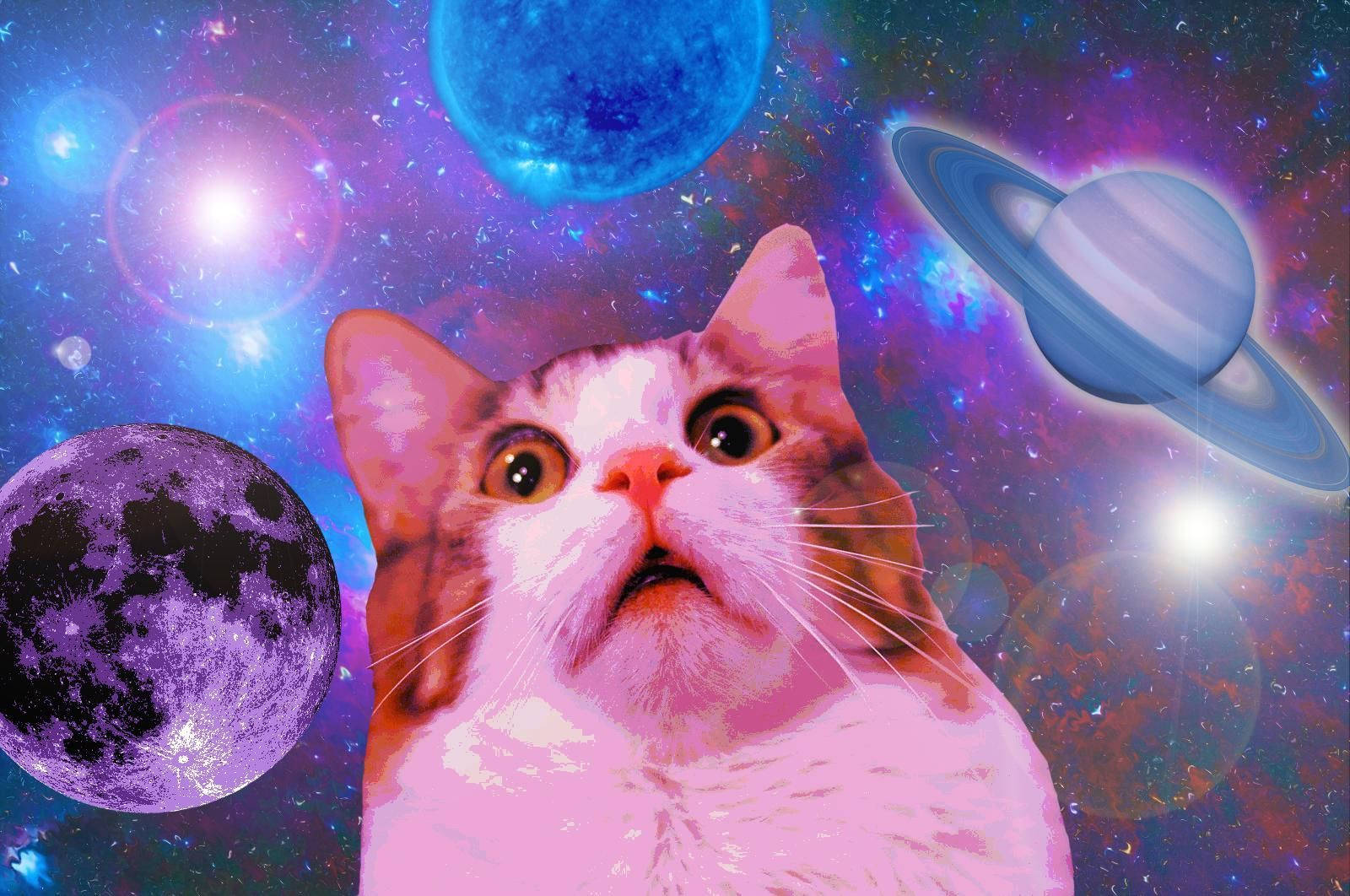 shocked funny cat, pink cat, cosmic backdrop, HD Desktop Wallpaper