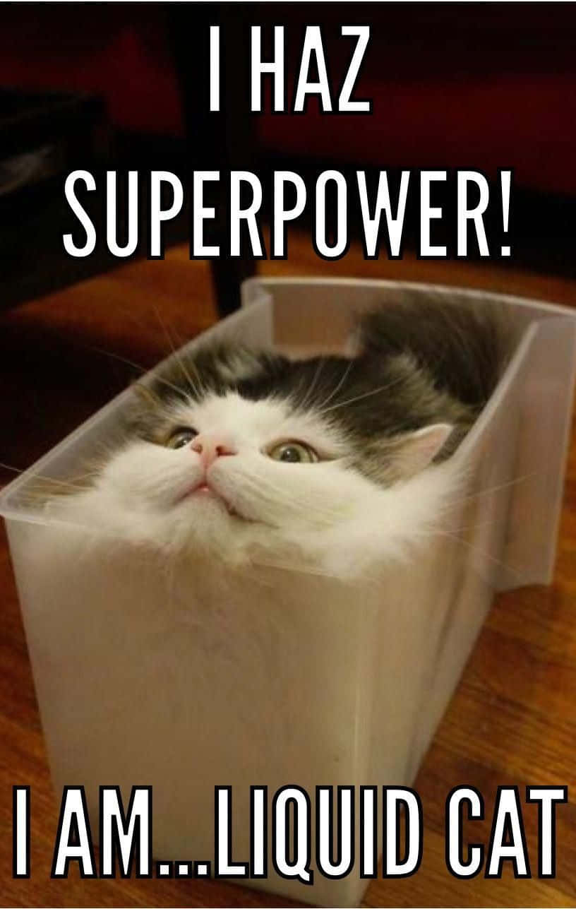 Liquid Cat Meme Desktop, fluffy white and gray cat, wide eyes, HD Phone Wallpaper