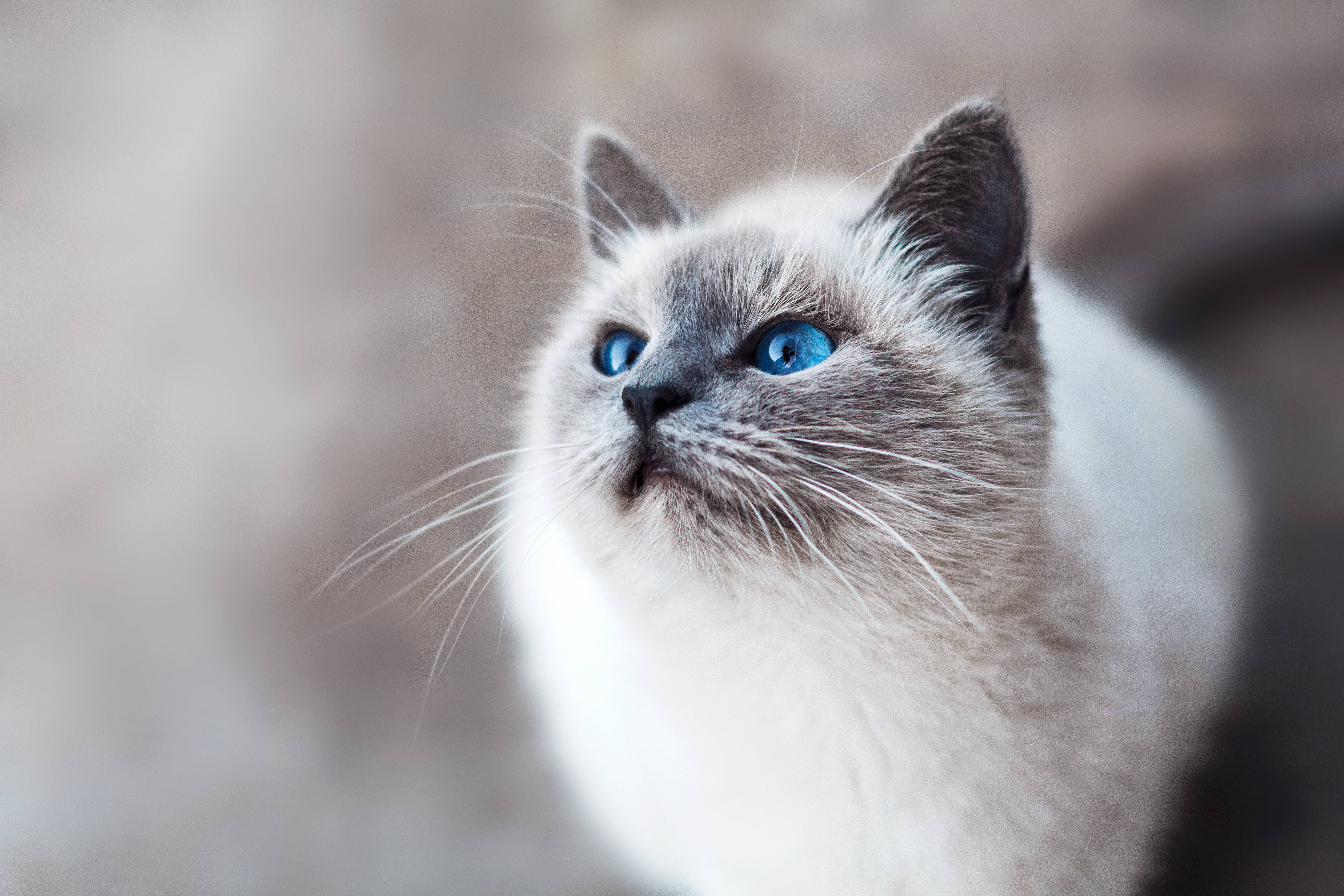 siamese cat, blue eyes, soft natural light, 5K Desktop Wallpaper