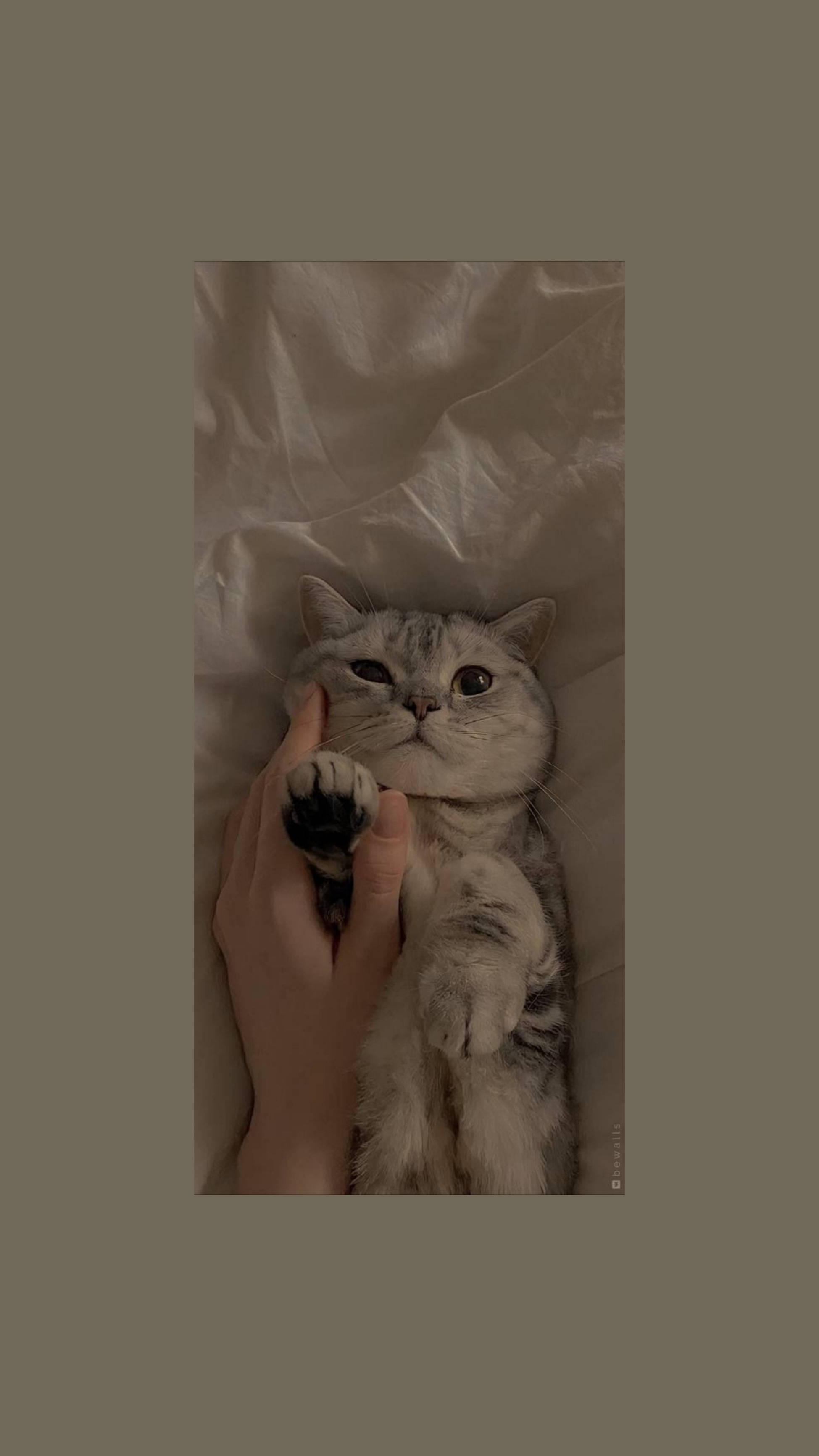 silver tabby cat, soft beige fabric, hand gently holds one of its paws, 2K Phone Wallpaper