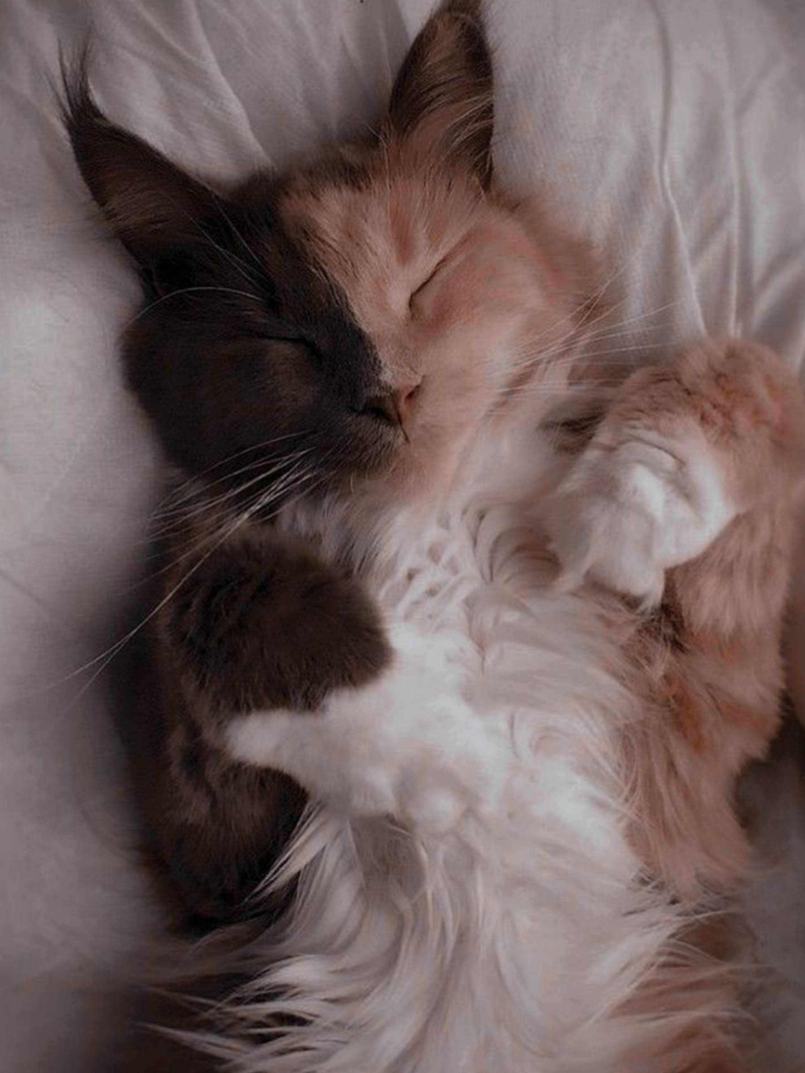 fluffy cat, dark brown and cream fur, sleeps peacefully on its back, 2K Phone Wallpaper