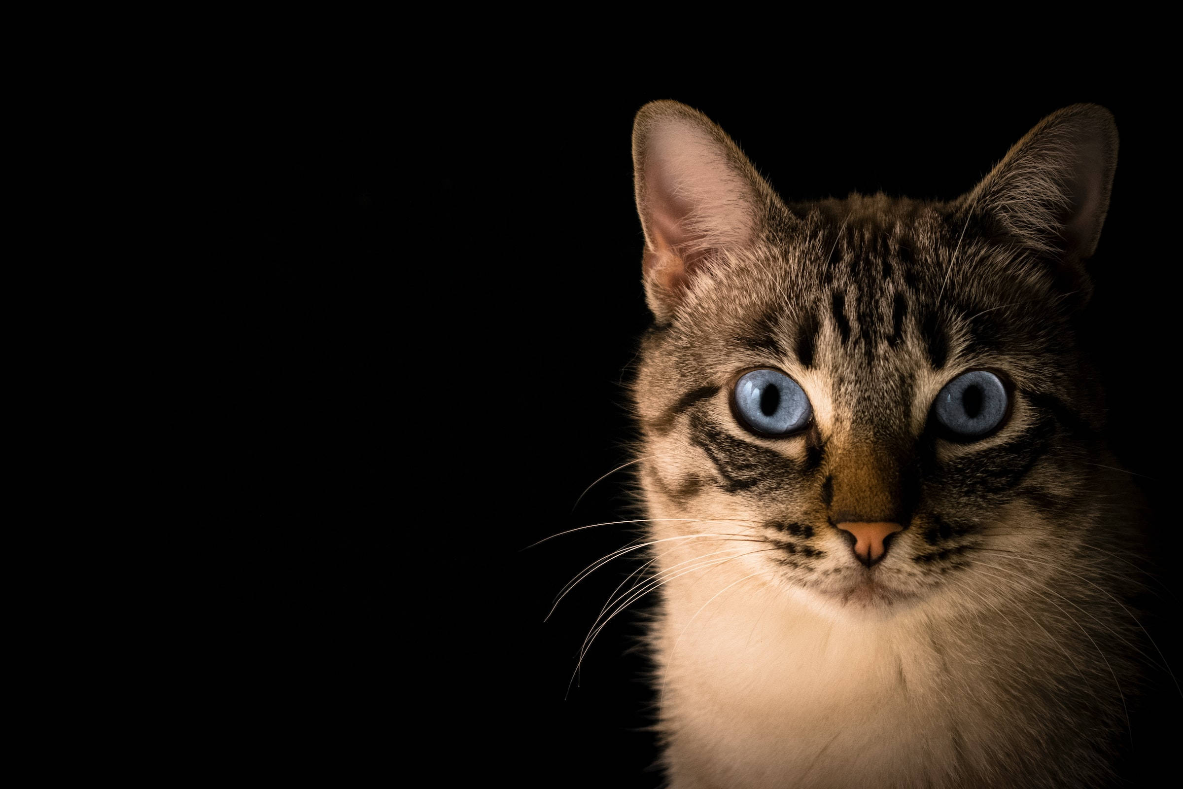 tabby cat, blue eyes, pure black background, Full HD Desktop Wallpaper