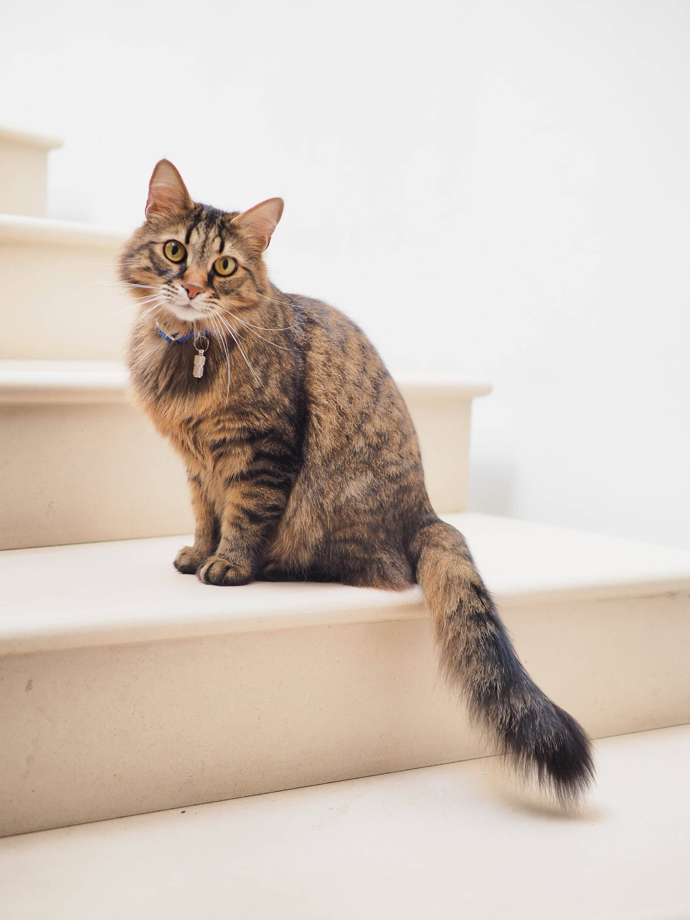 Siberian cat, tabby cat, yellow eyes, 2K Phone Wallpaper