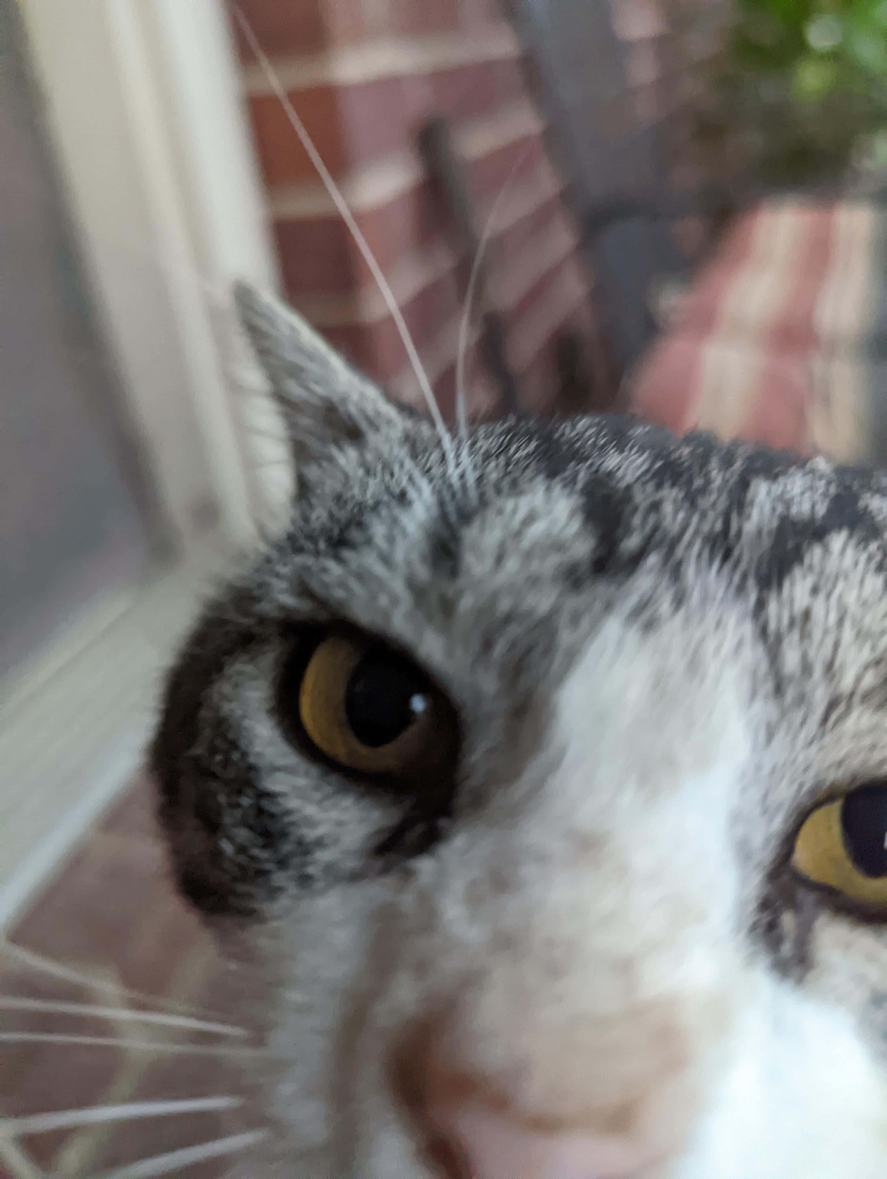 tabby cat, intense yellow eyes, close-up, 4K Phone Wallpaper