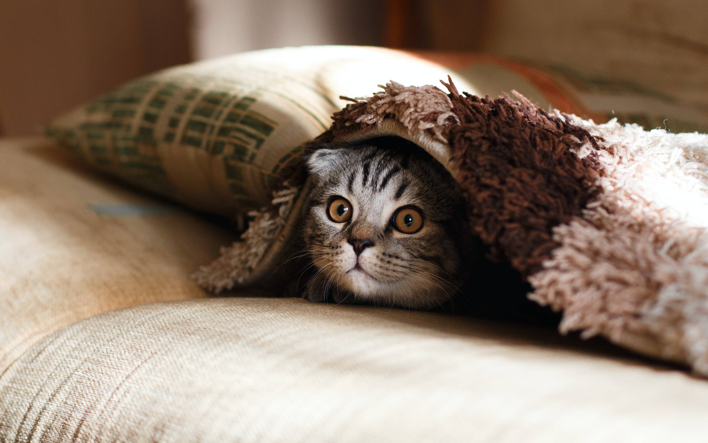 Scottish Fold, tabby cat, fluffy blanket, Full HD Desktop Wallpaper