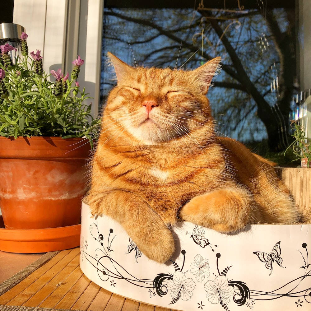 ginger cat, fluffy orange tabby cat, butterfly-patterned box, SD Desktop Wallpaper