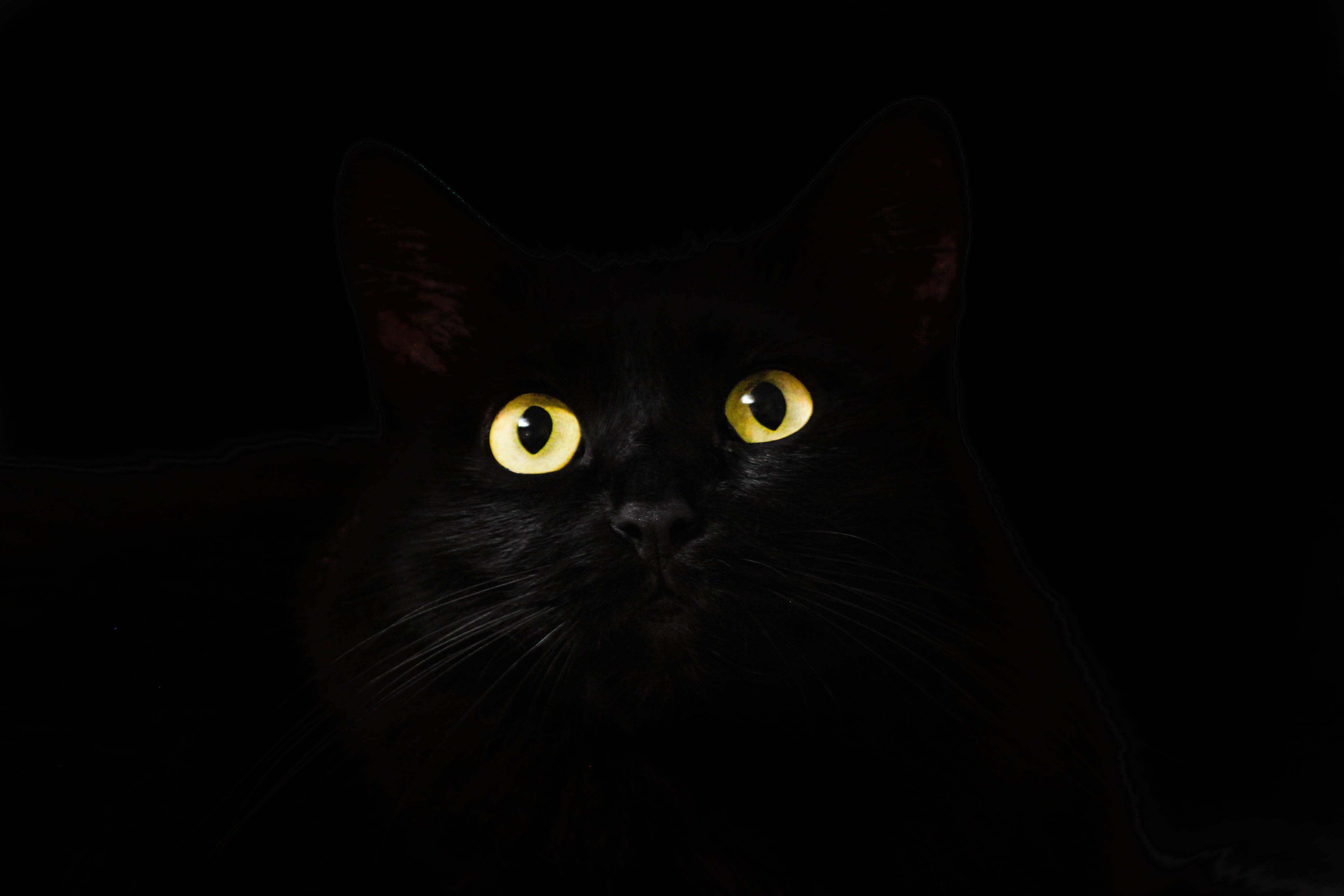 black cat, glowing yellow eyes, total darkness, 4K Desktop Wallpaper