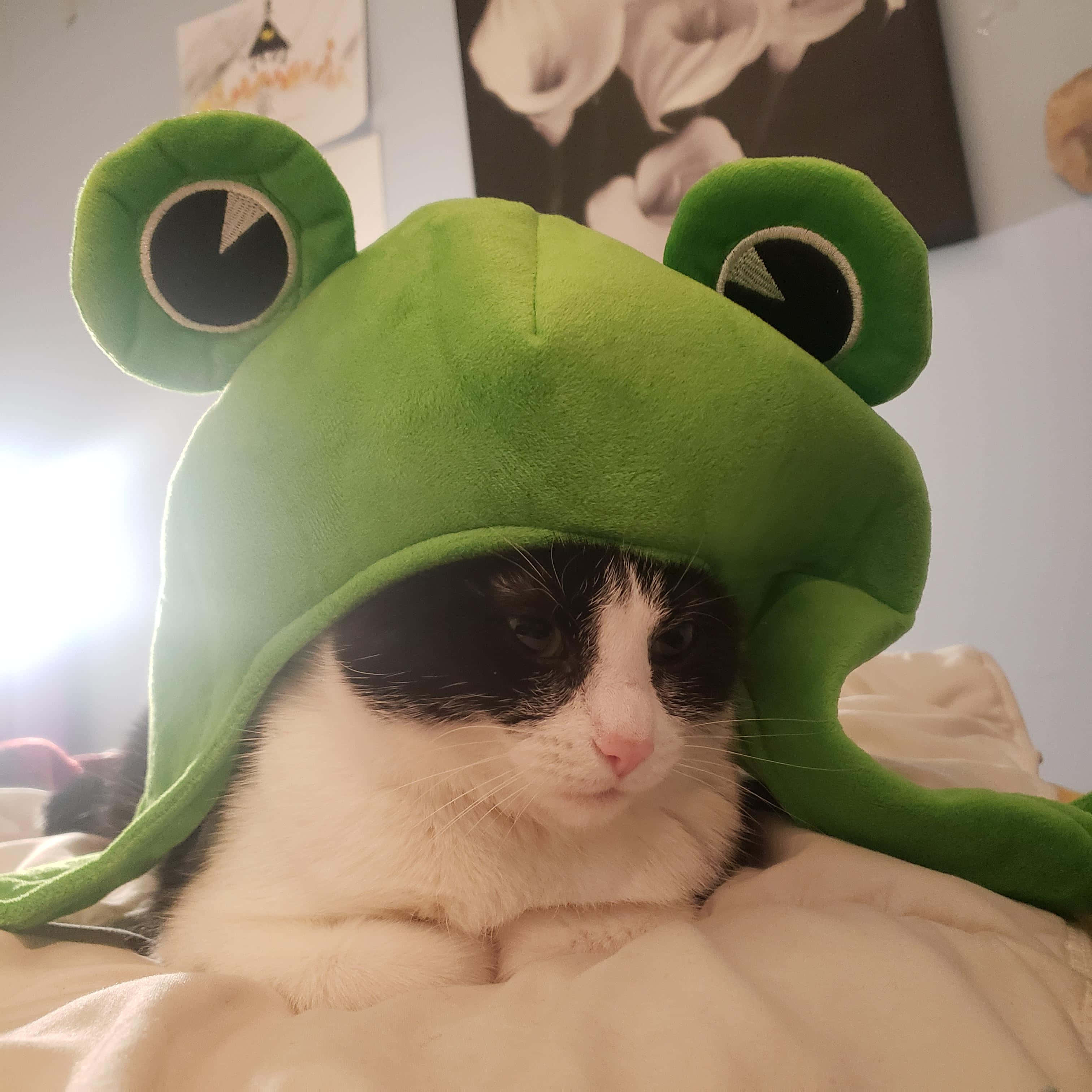 frog hat, black and white cat, green frog hat, 2K Desktop Wallpaper