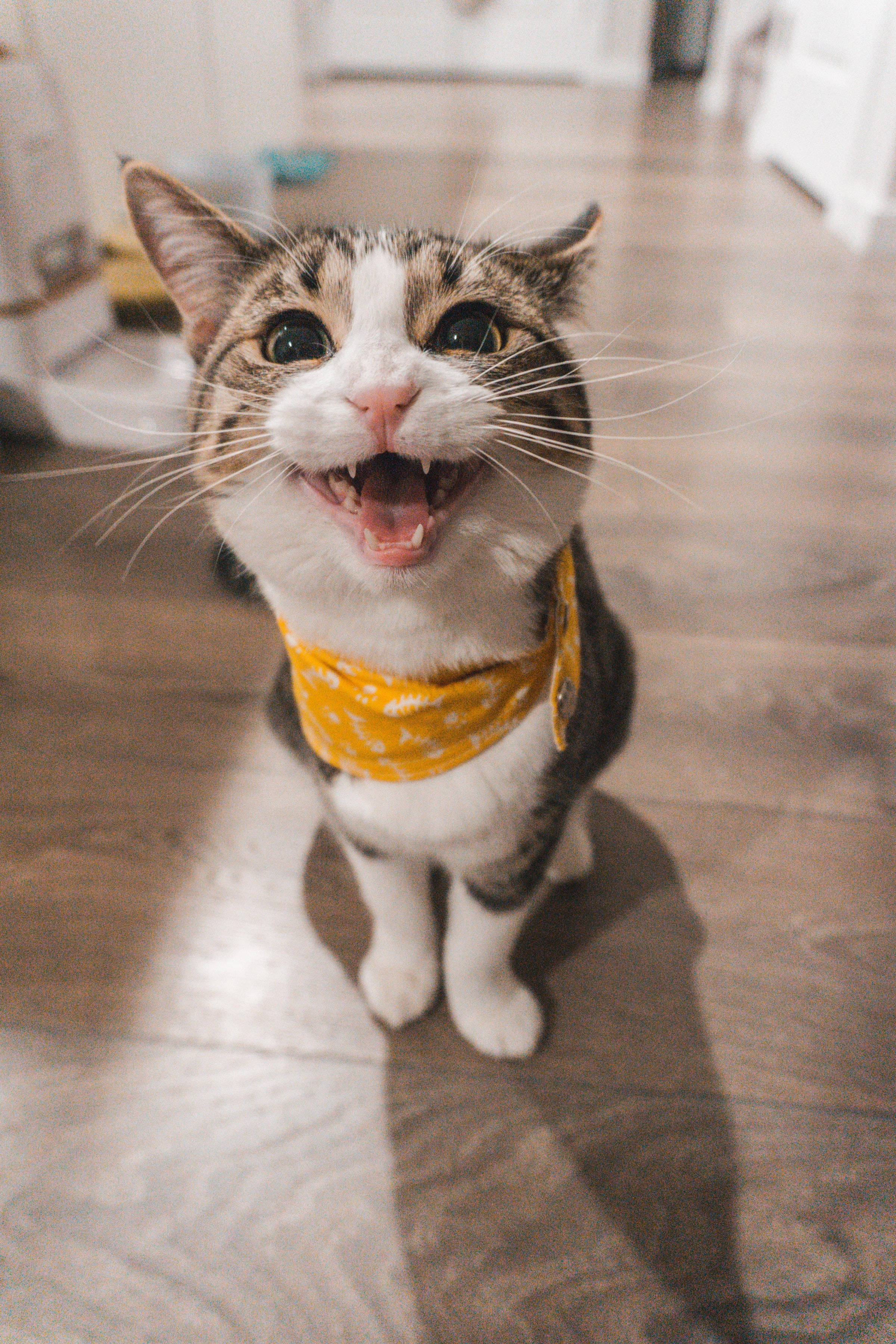 Domestic Shorthaired Cat, tabby cat, yellow bandana, 2K Phone Wallpaper