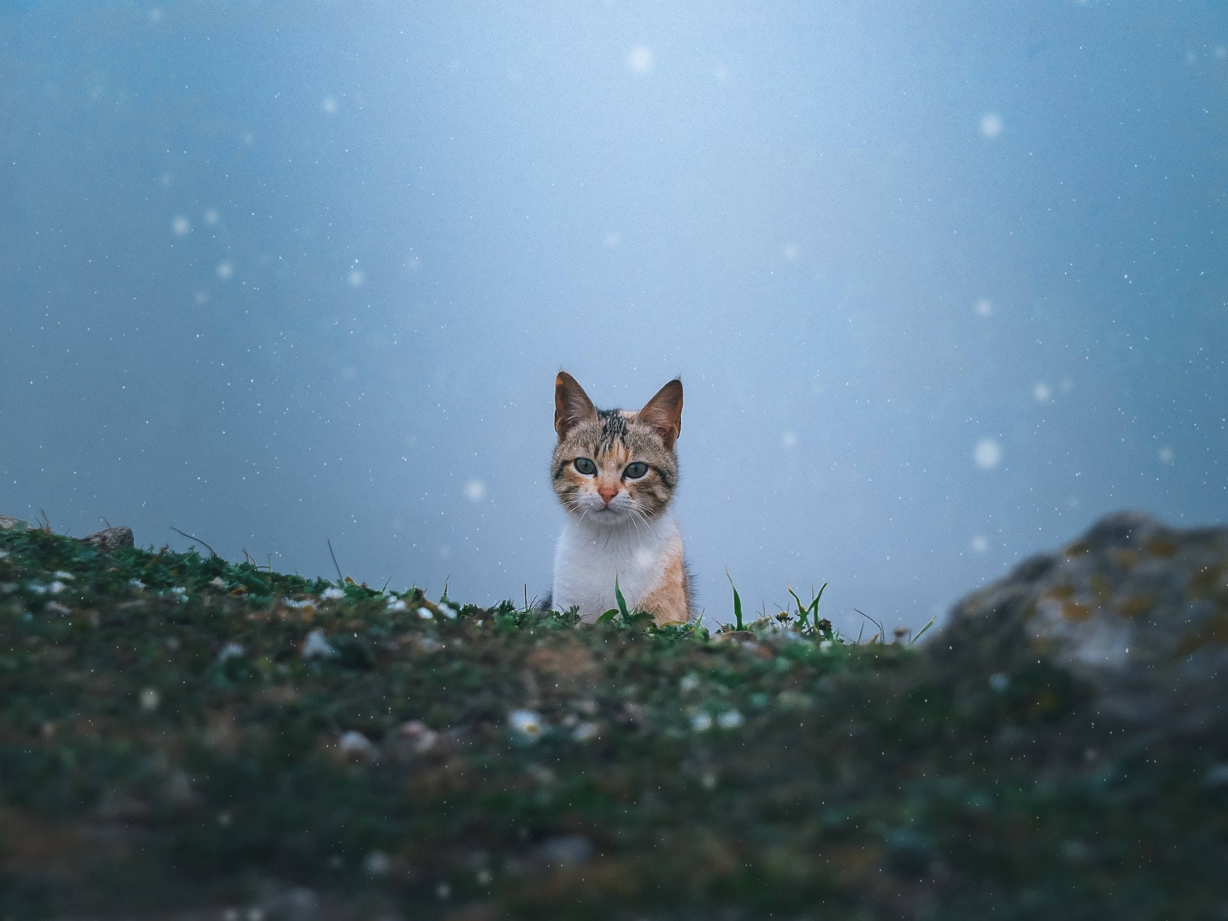 tabby cat, white chest, snowflakes, Full HD Desktop Wallpaper