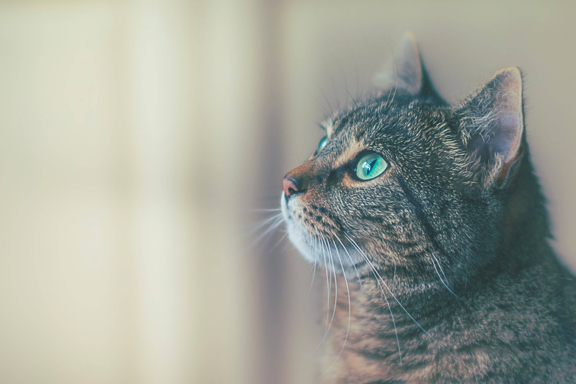 greenish blue eyed tabby cat, striking green eyes, close-up, Full HD Desktop Wallpaper