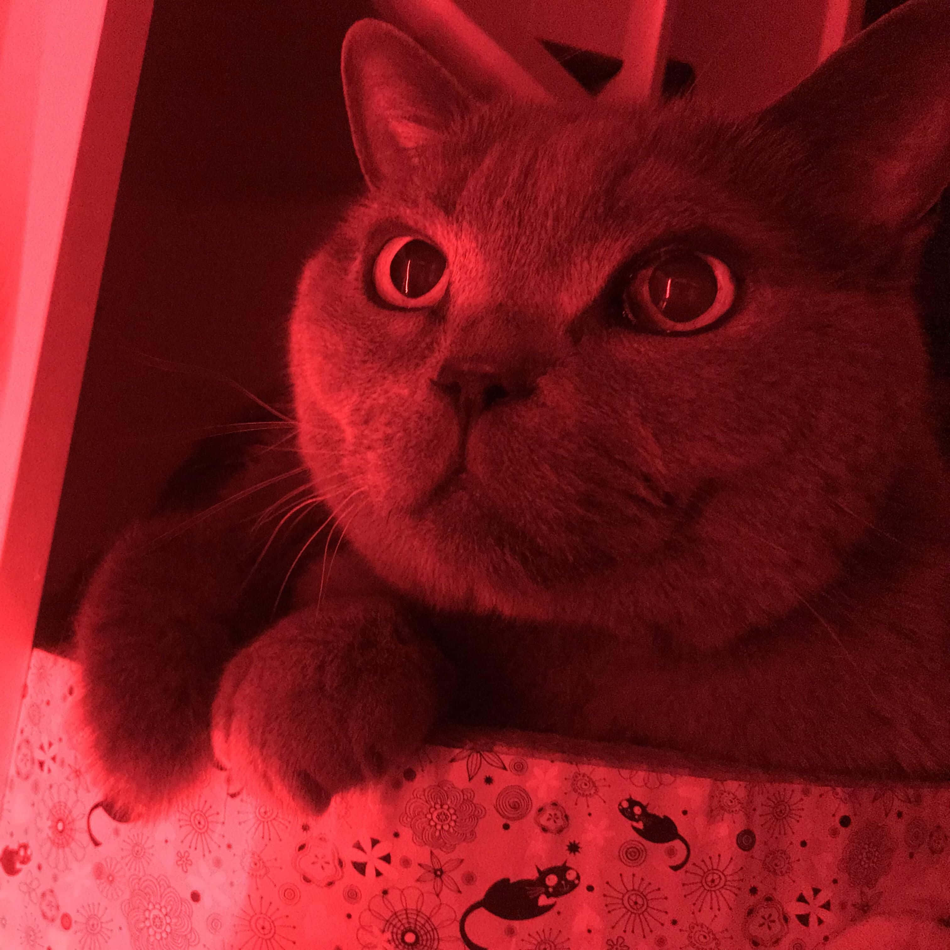 red cute cat pfp, red lighting, wide eyes, 2K Desktop Wallpaper