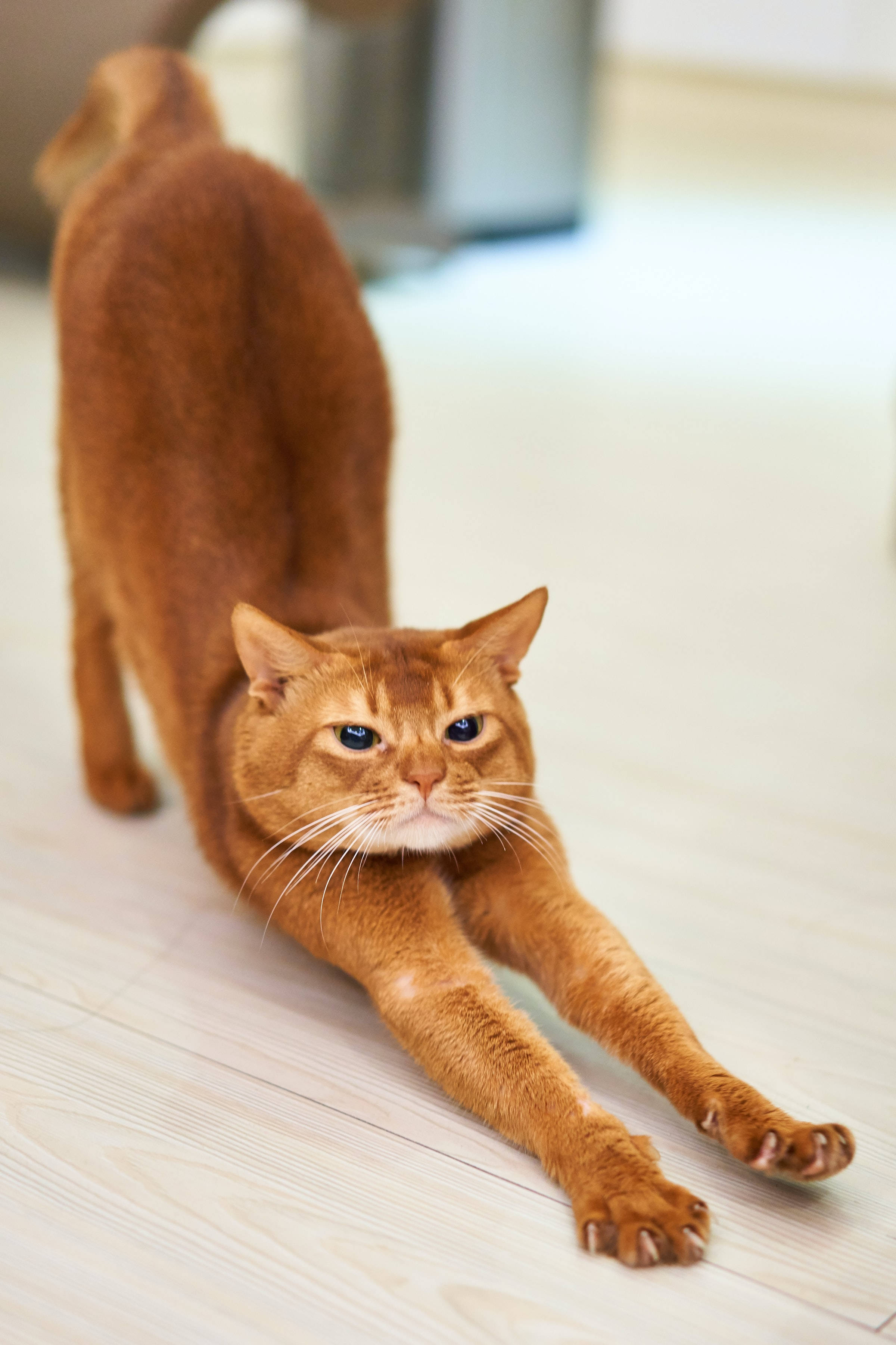 orange abyssinian cat, sleek ginger cat, light wooden floor, 2K Phone Wallpaper