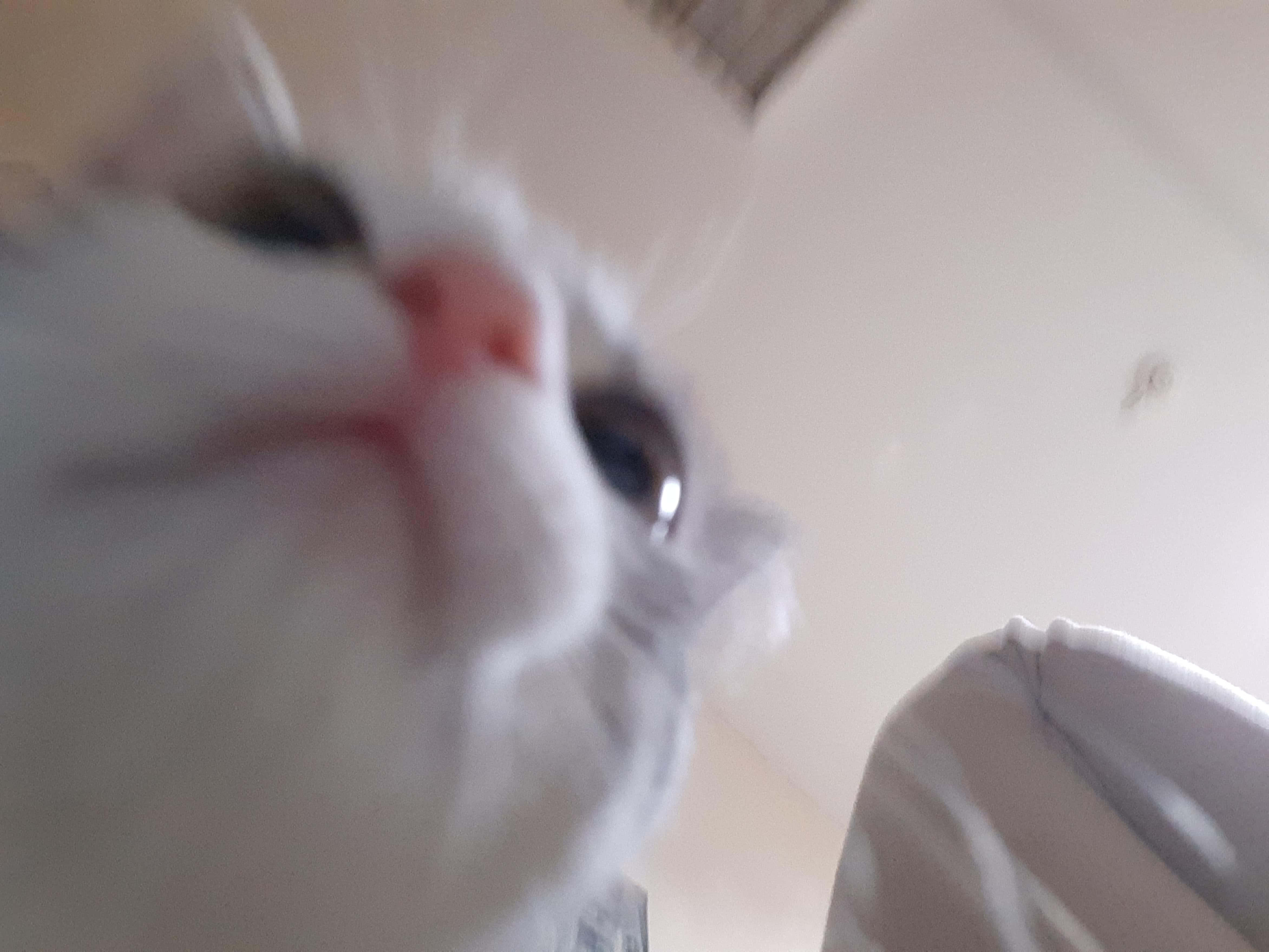 white cat, blurry shot, soft eyes, 4K Desktop Wallpaper