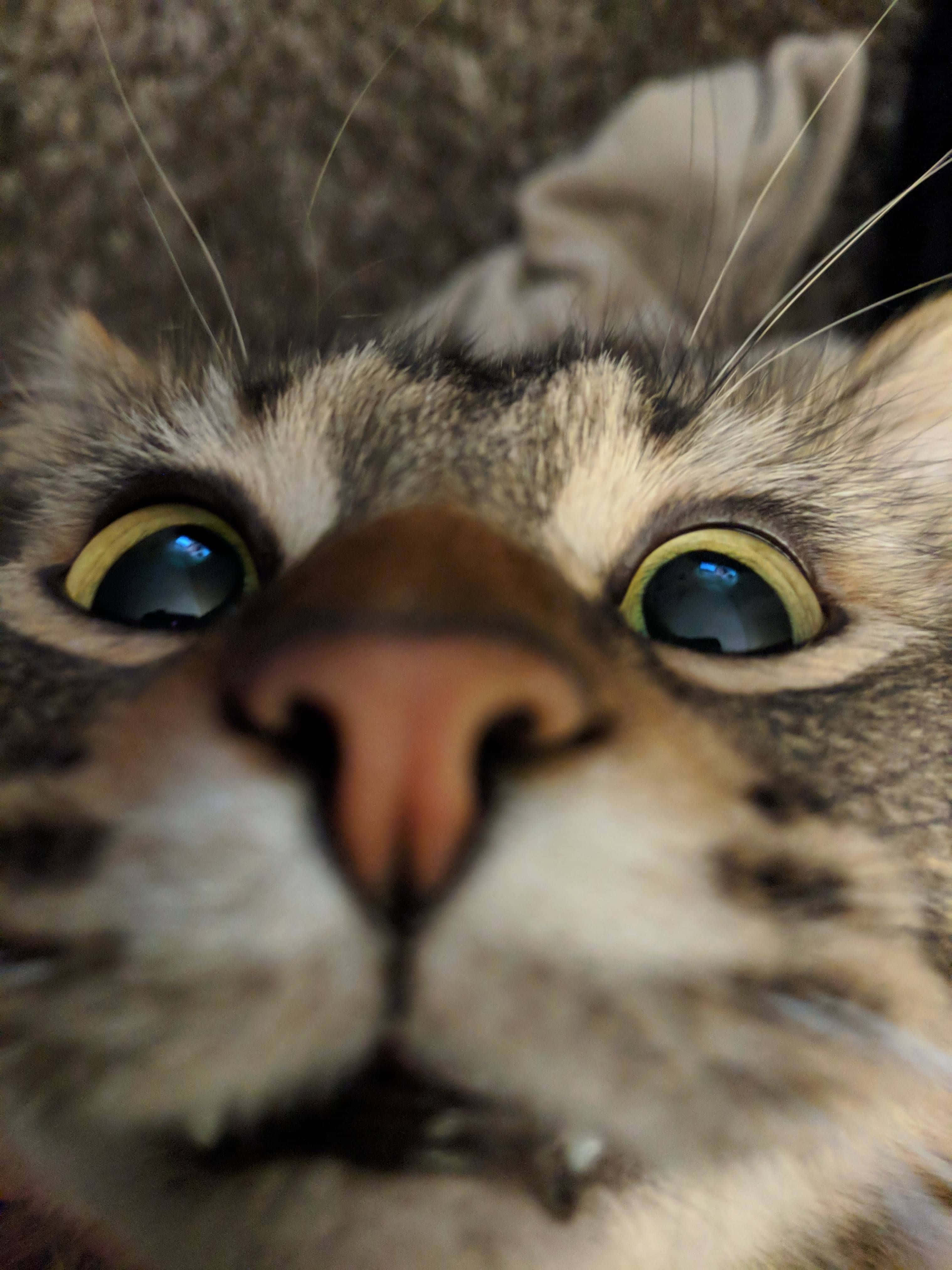 tabby cat, wide curious eyes, close-up photo, 4K Phone Wallpaper