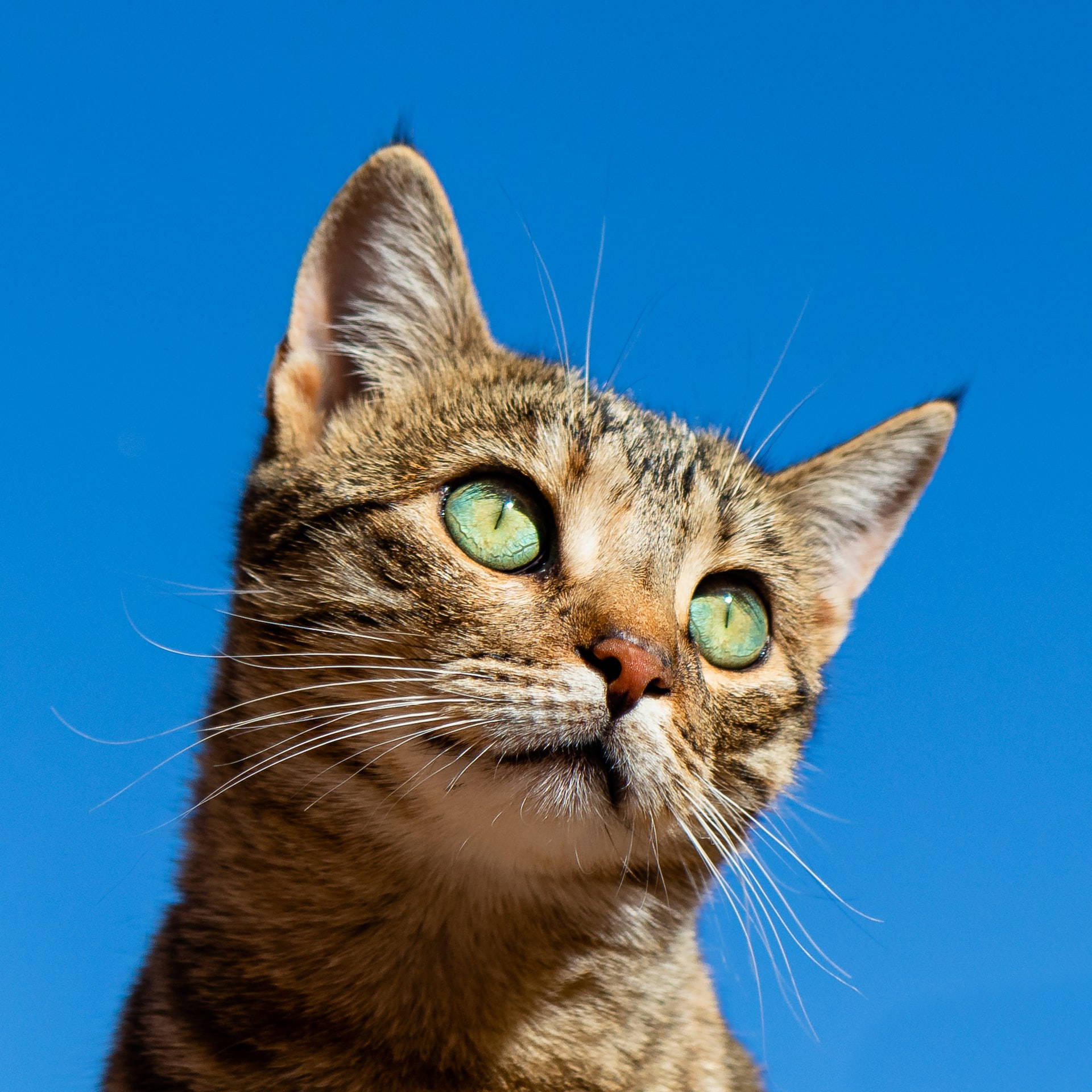 green eyes, tabby cat, vivid blue sky, Full HD Desktop Wallpaper