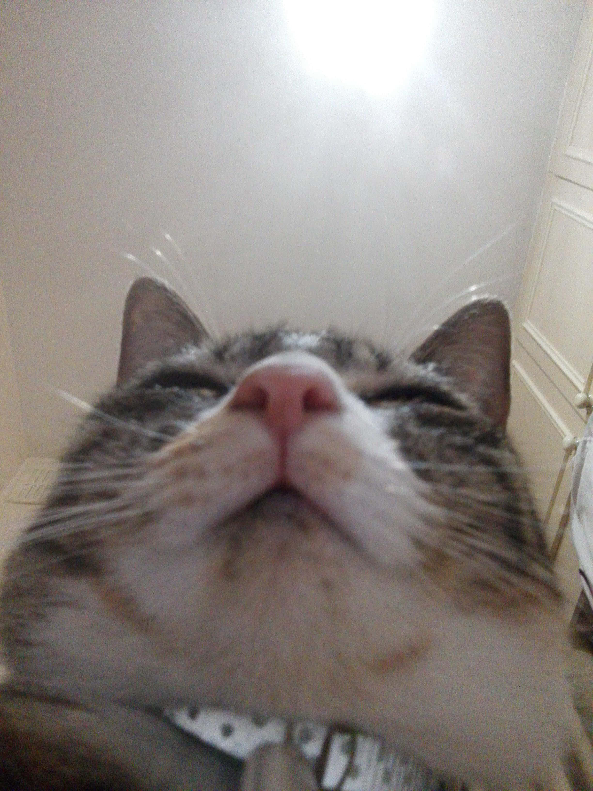 tabby cat, closed eyes, content expression, 2K Phone Wallpaper