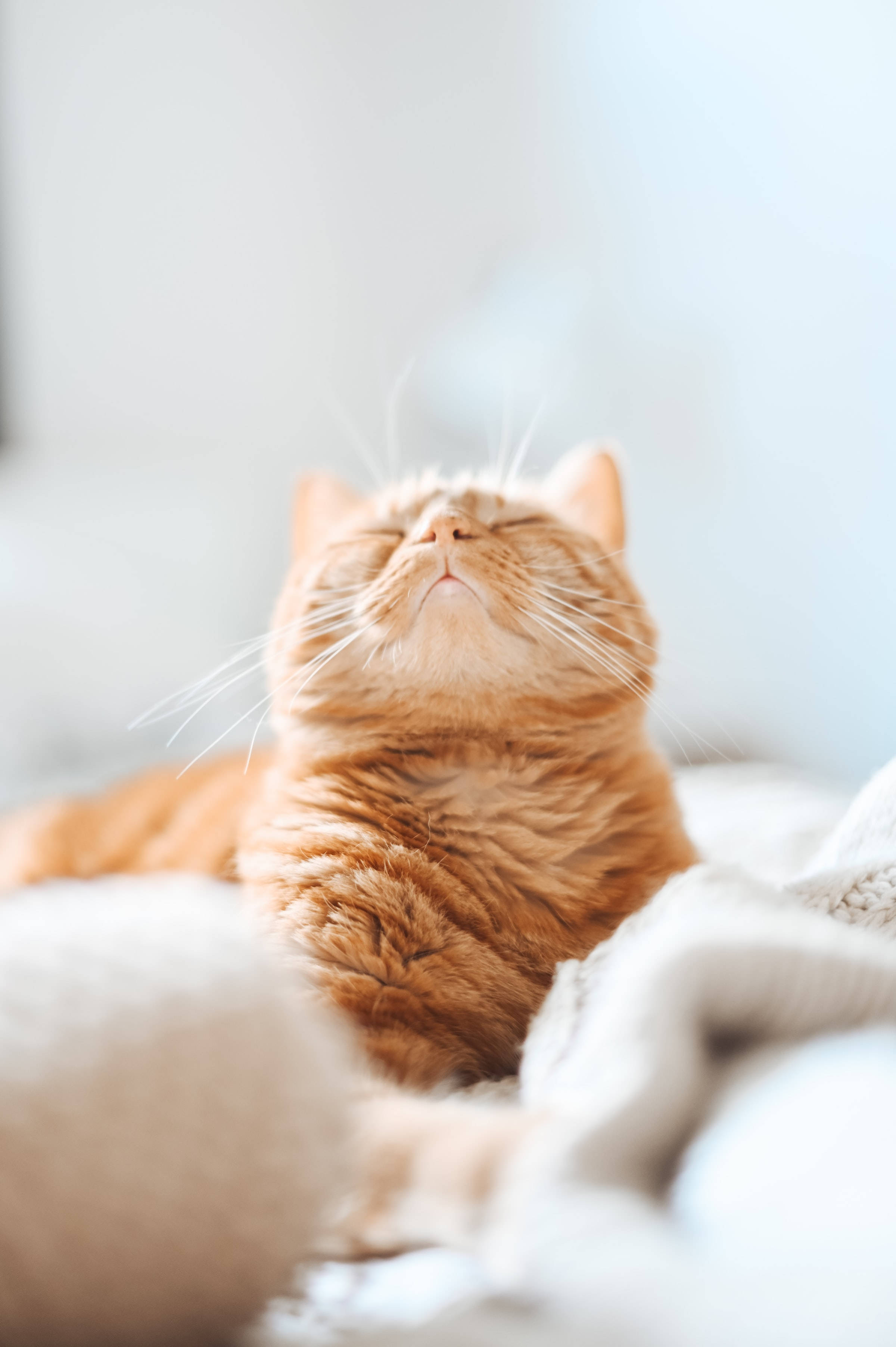 orange tabby cat, fluffy, soft blankets, 2K Phone Wallpaper