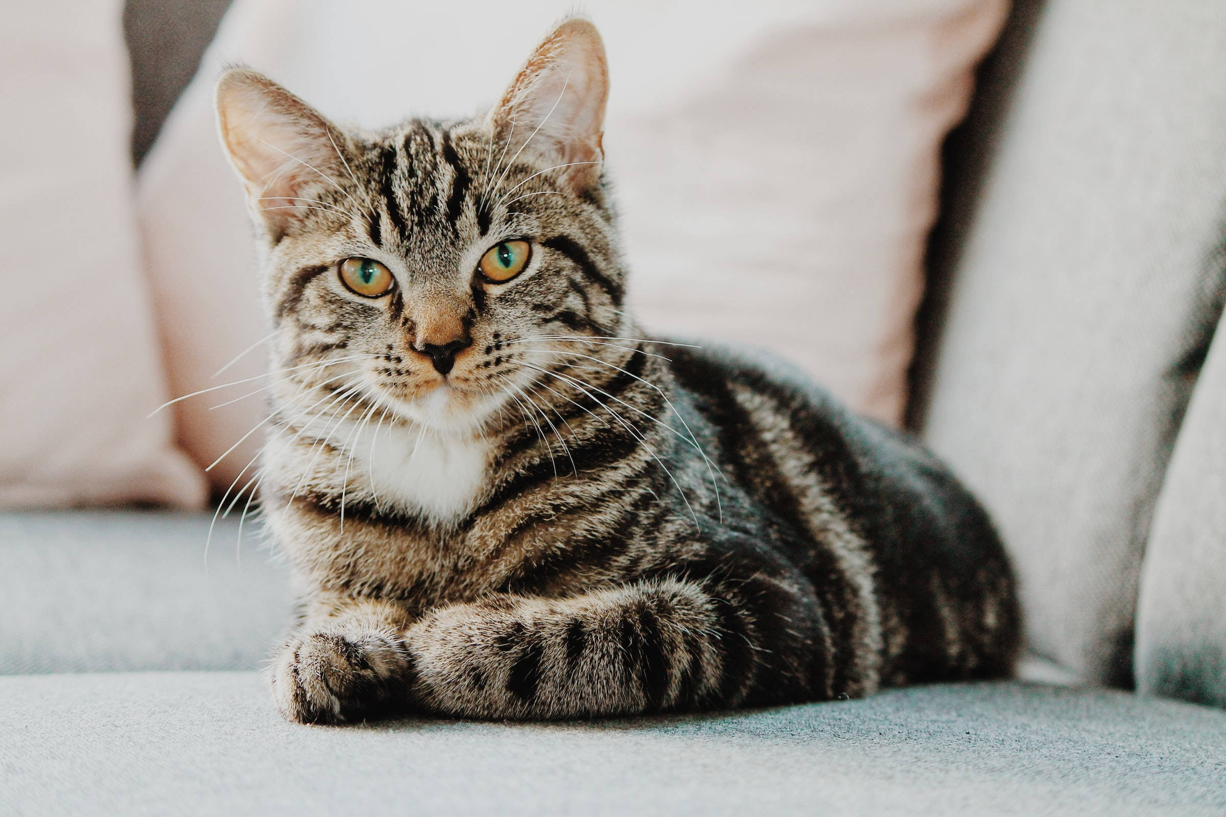 yellow eyed tabby cat, green eyes, gray couch, Full HD Desktop Wallpaper