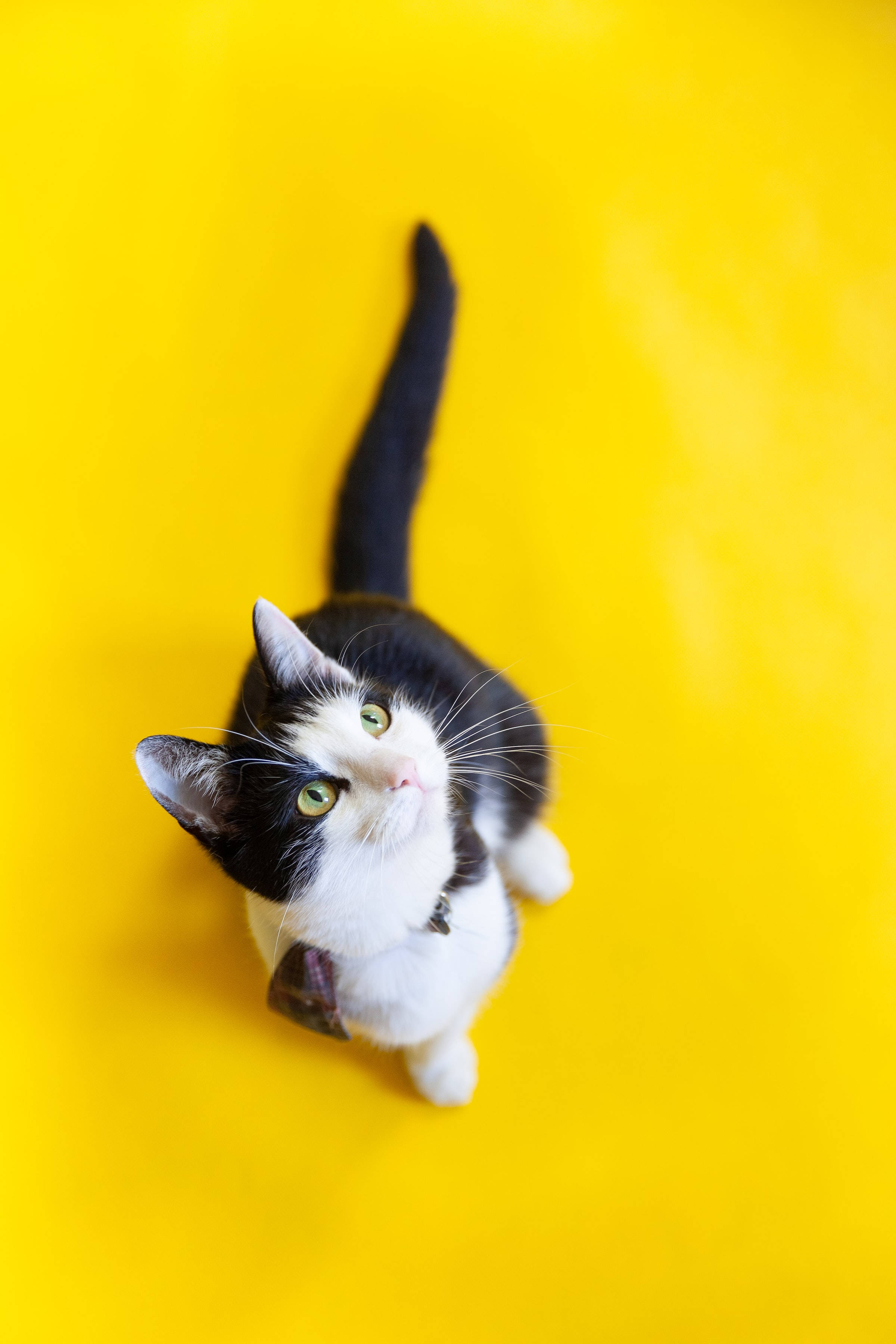 bicolor tabby cat, black and white, green eyes, 2K Phone Wallpaper